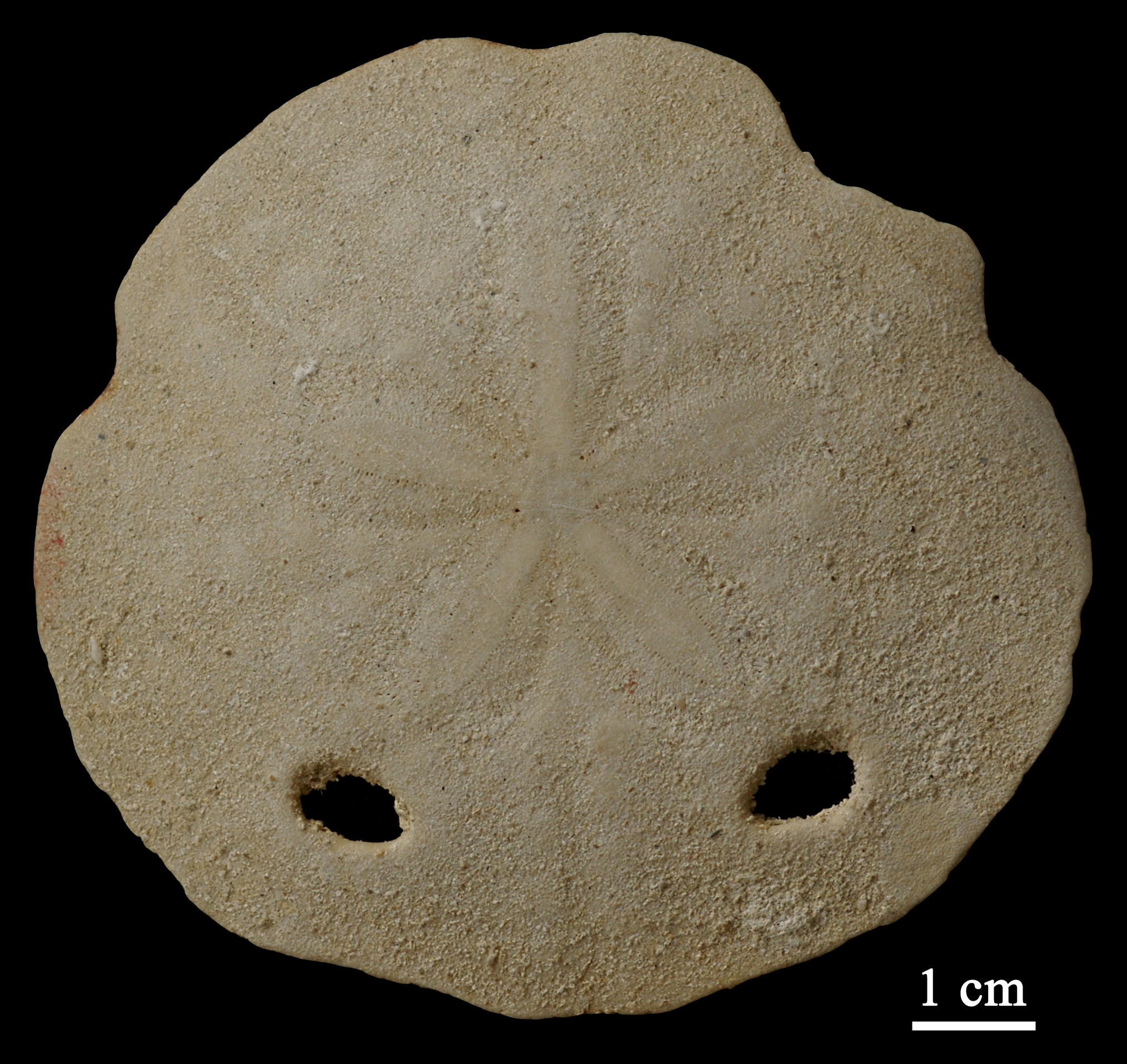 amphiope-1 (UL-E 0160)