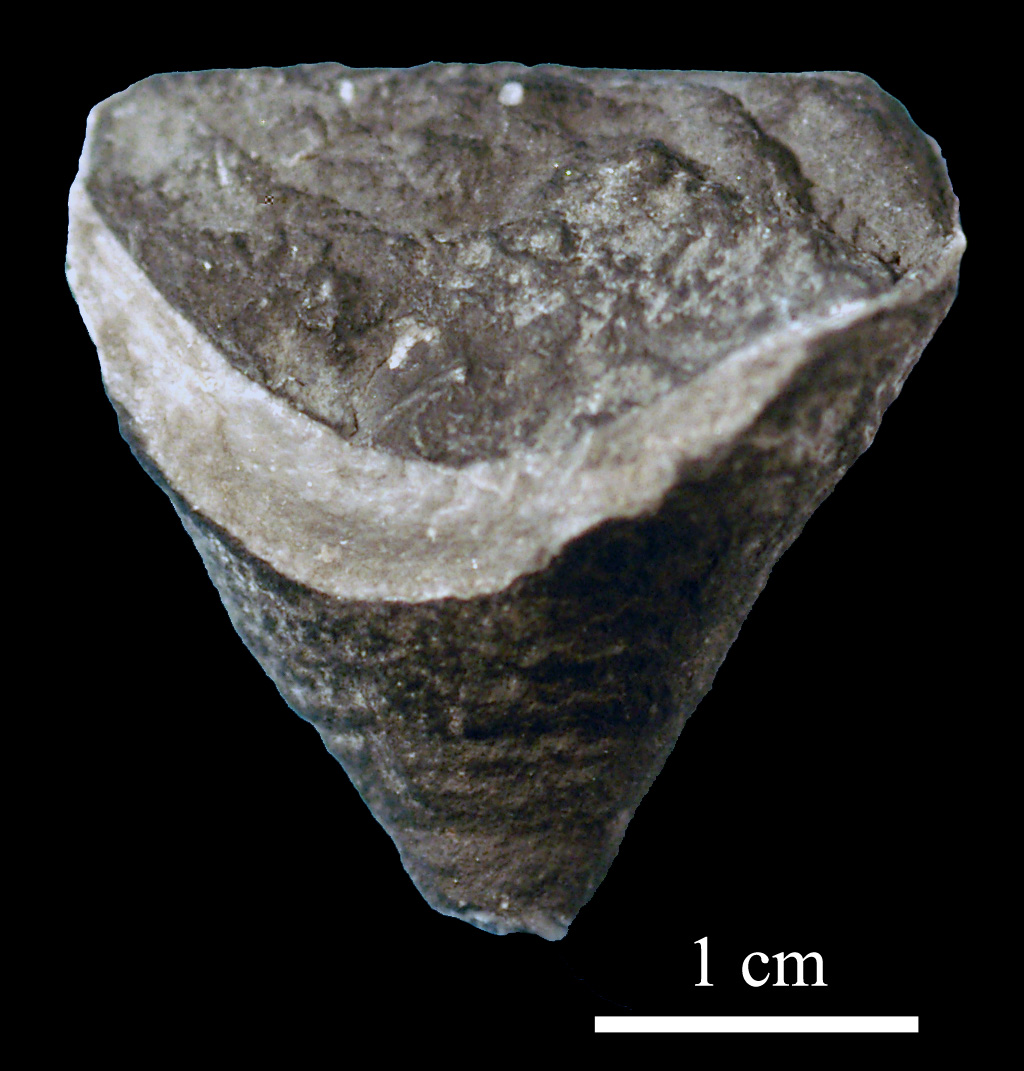 calceola_sandalina-5 (UL-C 0041)