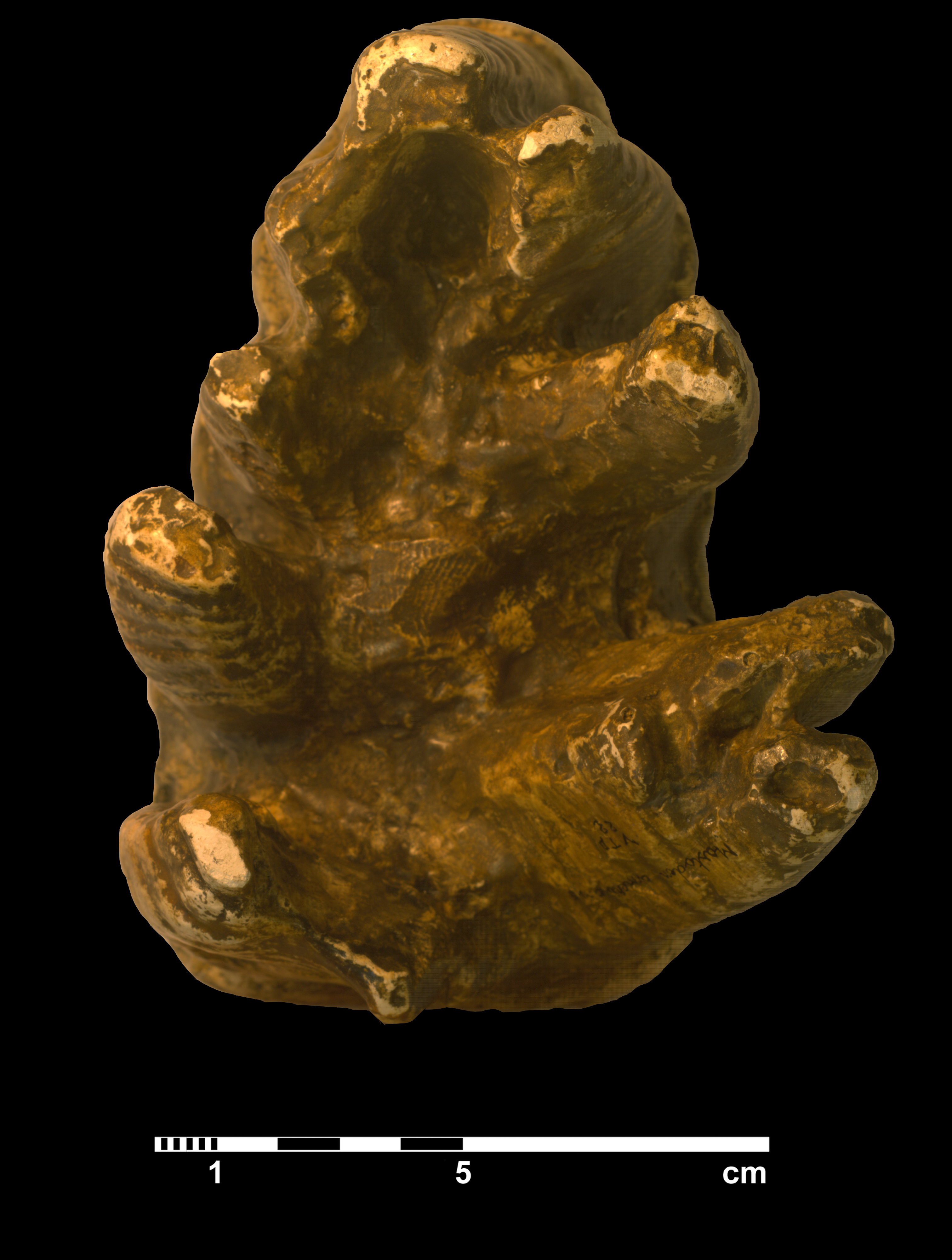 mammut_americanum-6 (VTP 22)