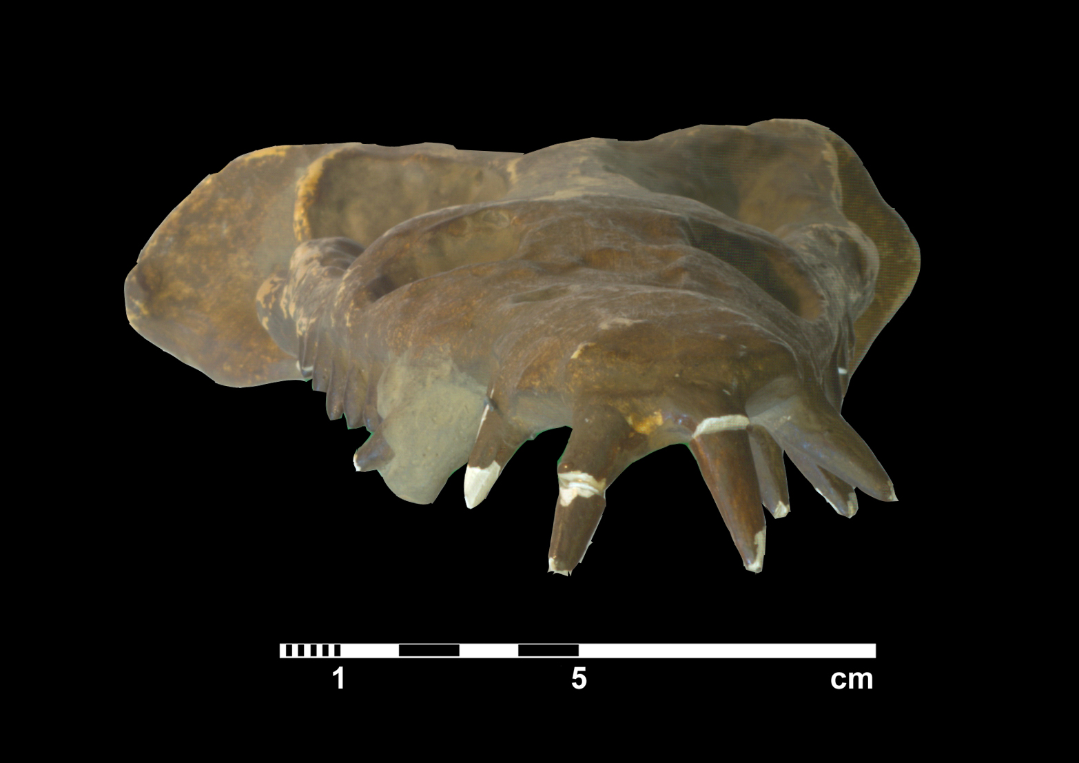 plesiosauridae_indet-5