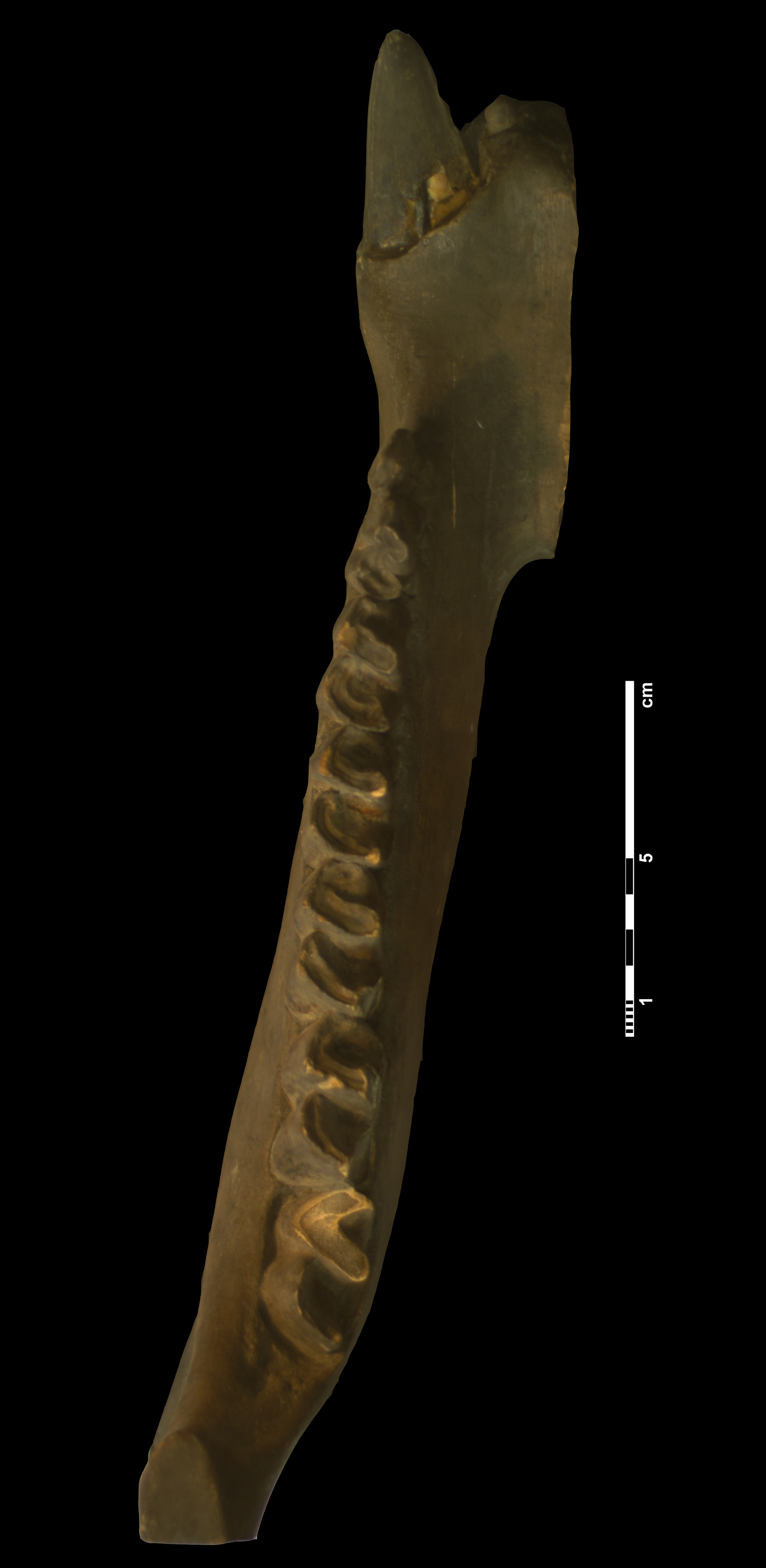 acerathrium_incisivum-4