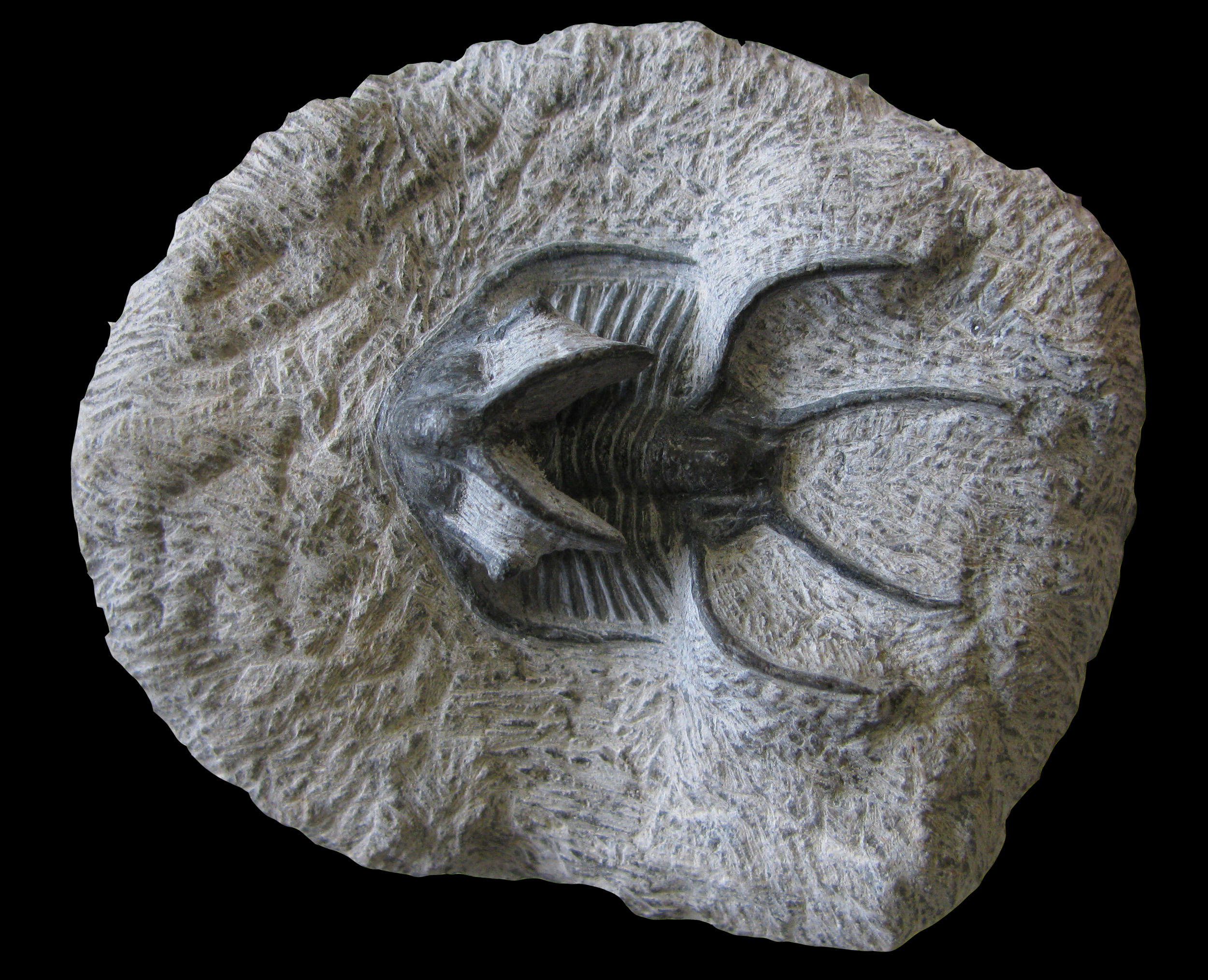 ceratarges-1 (UL-A 0009)