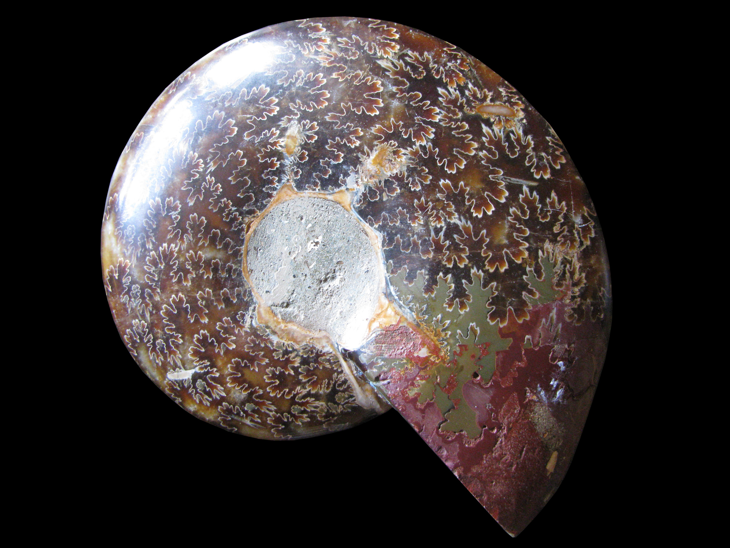 cleoniceras-2 (UL-M 0001)