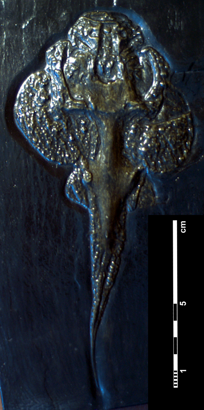 gemuendina_stuertzi-1 (C111)