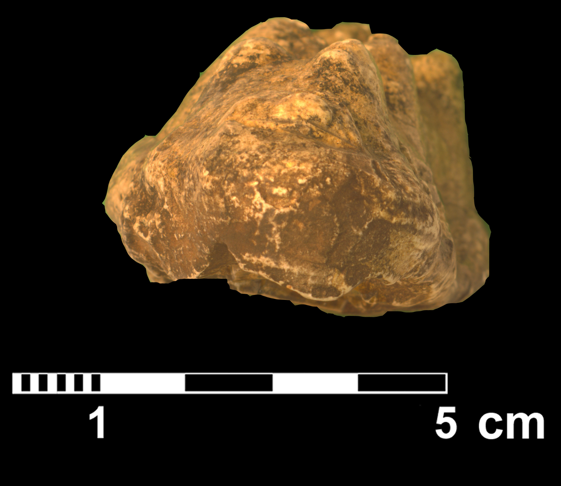 gomphotherium_sp1-5 (M75)