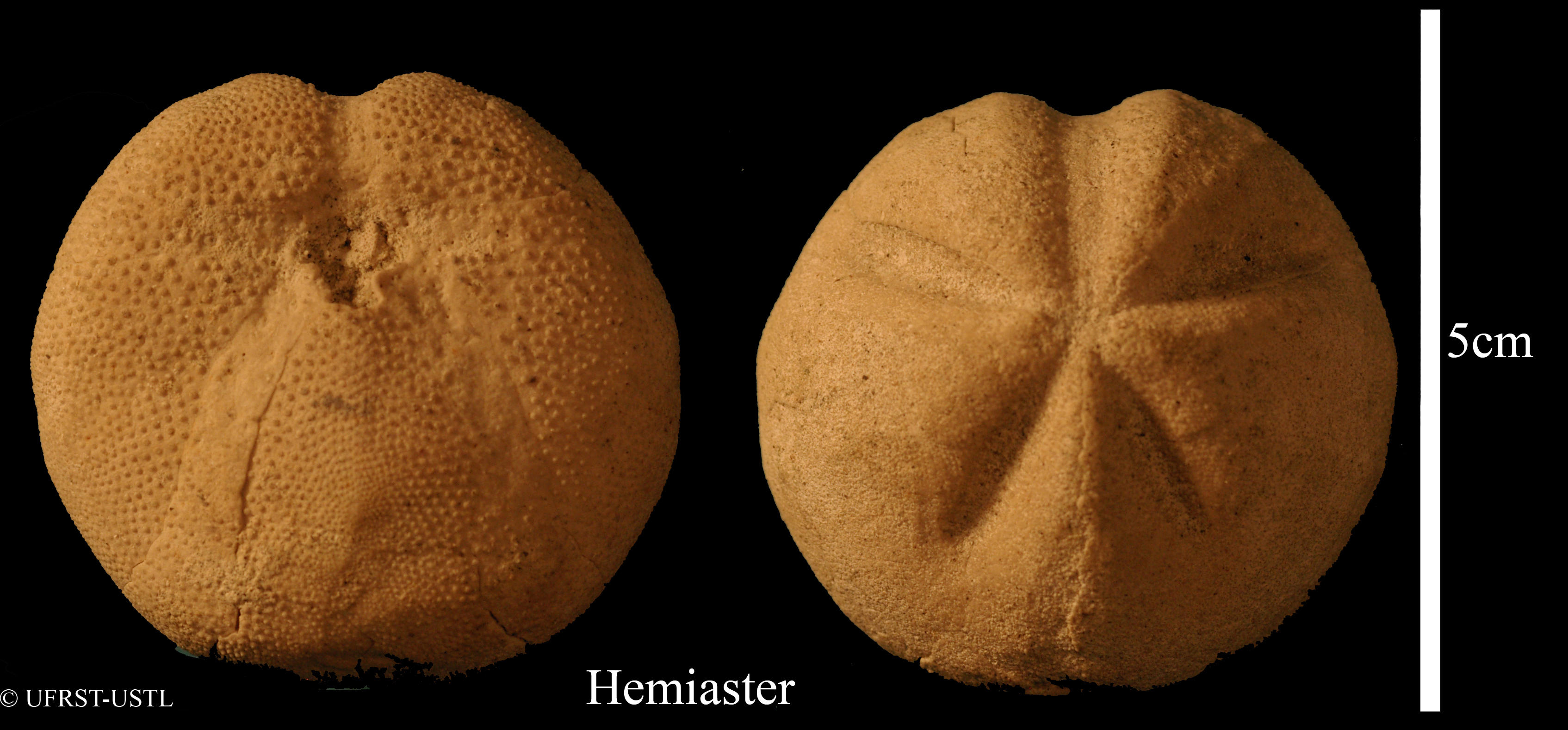 hemiaster-1 (UL-E 0043)