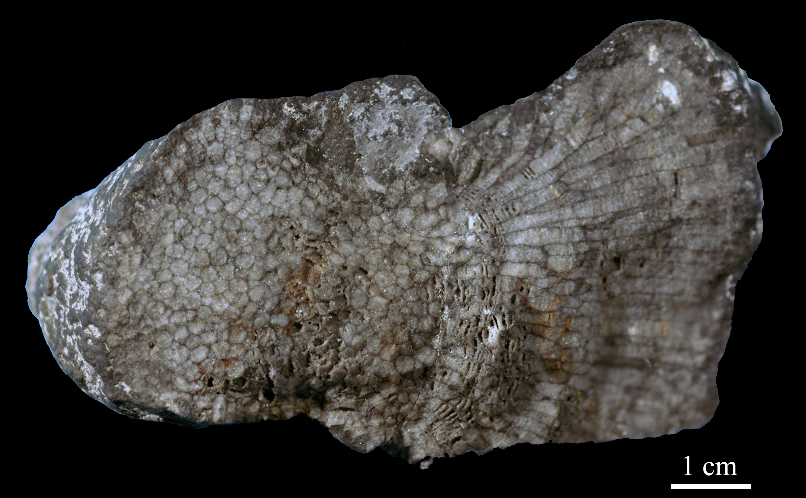 favosites-3 (UL-C 0006)