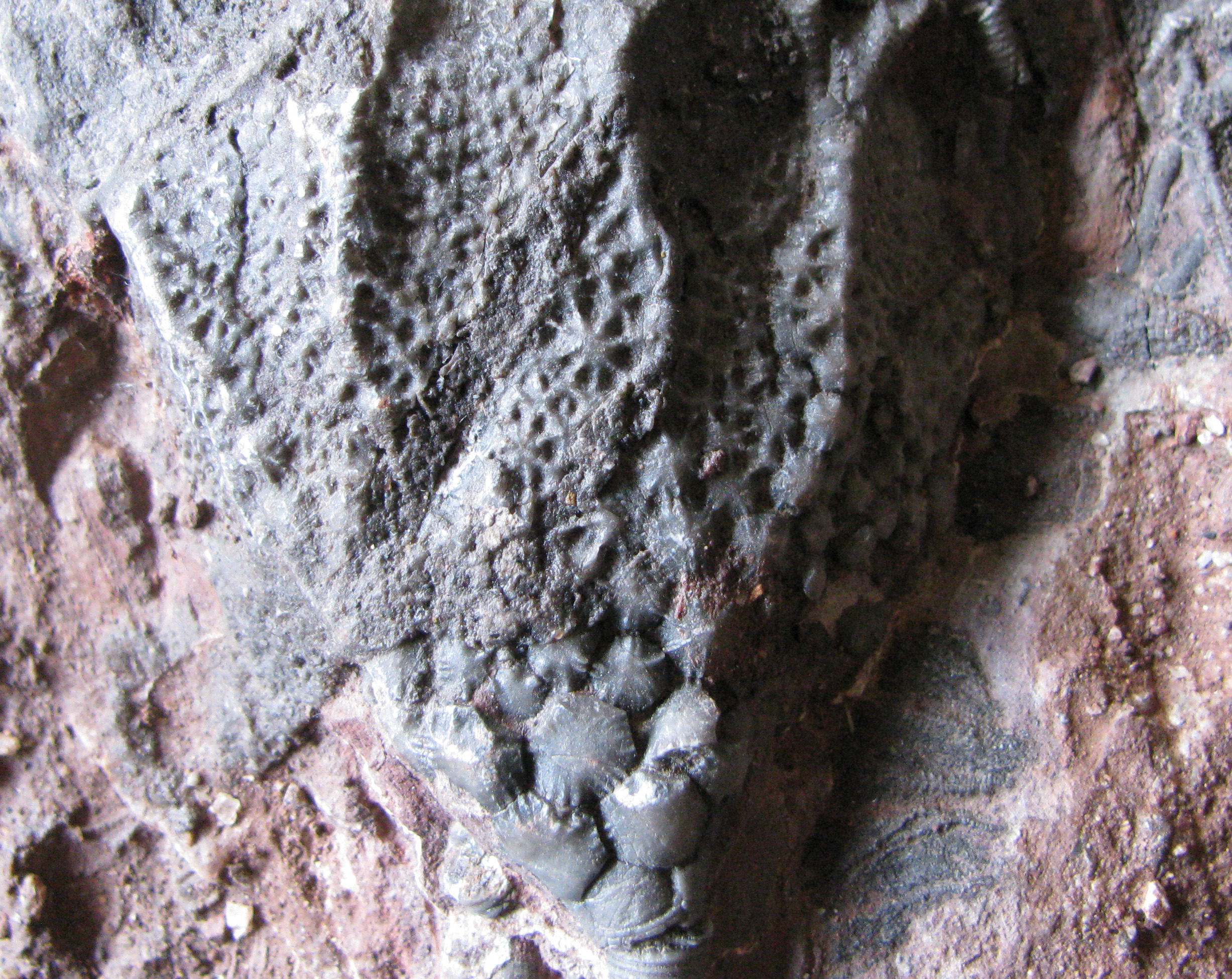 scyphocrinites-3 (UL-E0249)