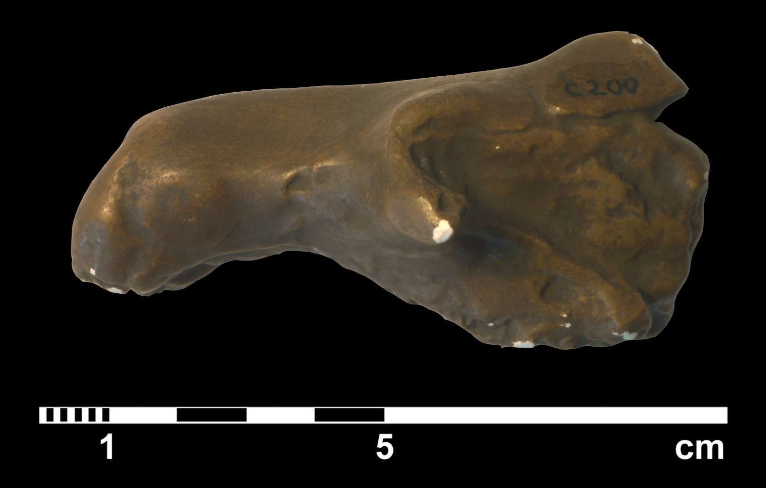 tritylodon_longaevus-2 (C200)