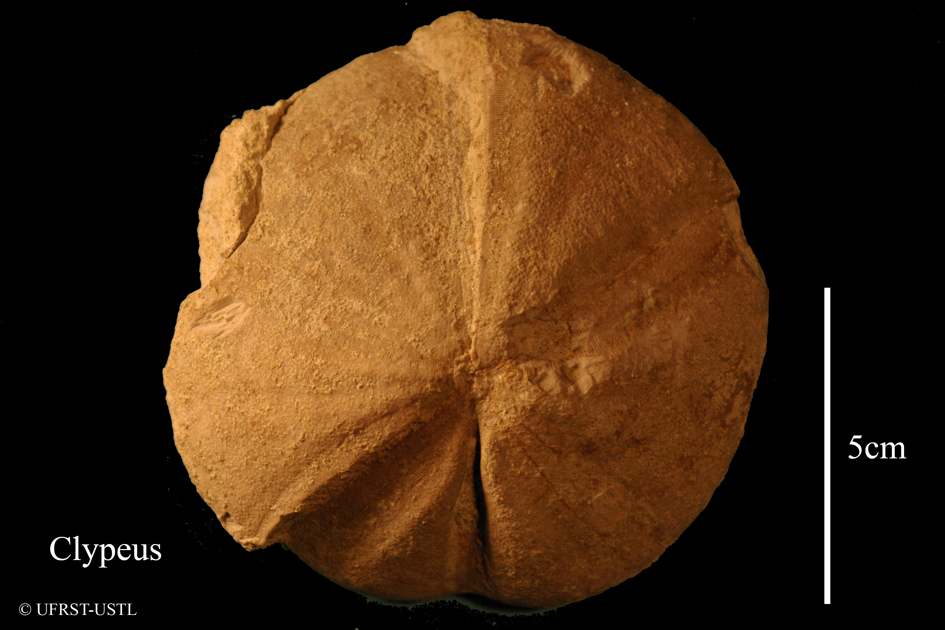 clypeus-1 (UL-E 0050)