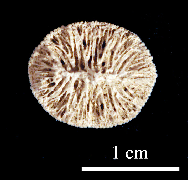 homalophyllum-1 (UL-C 0061)