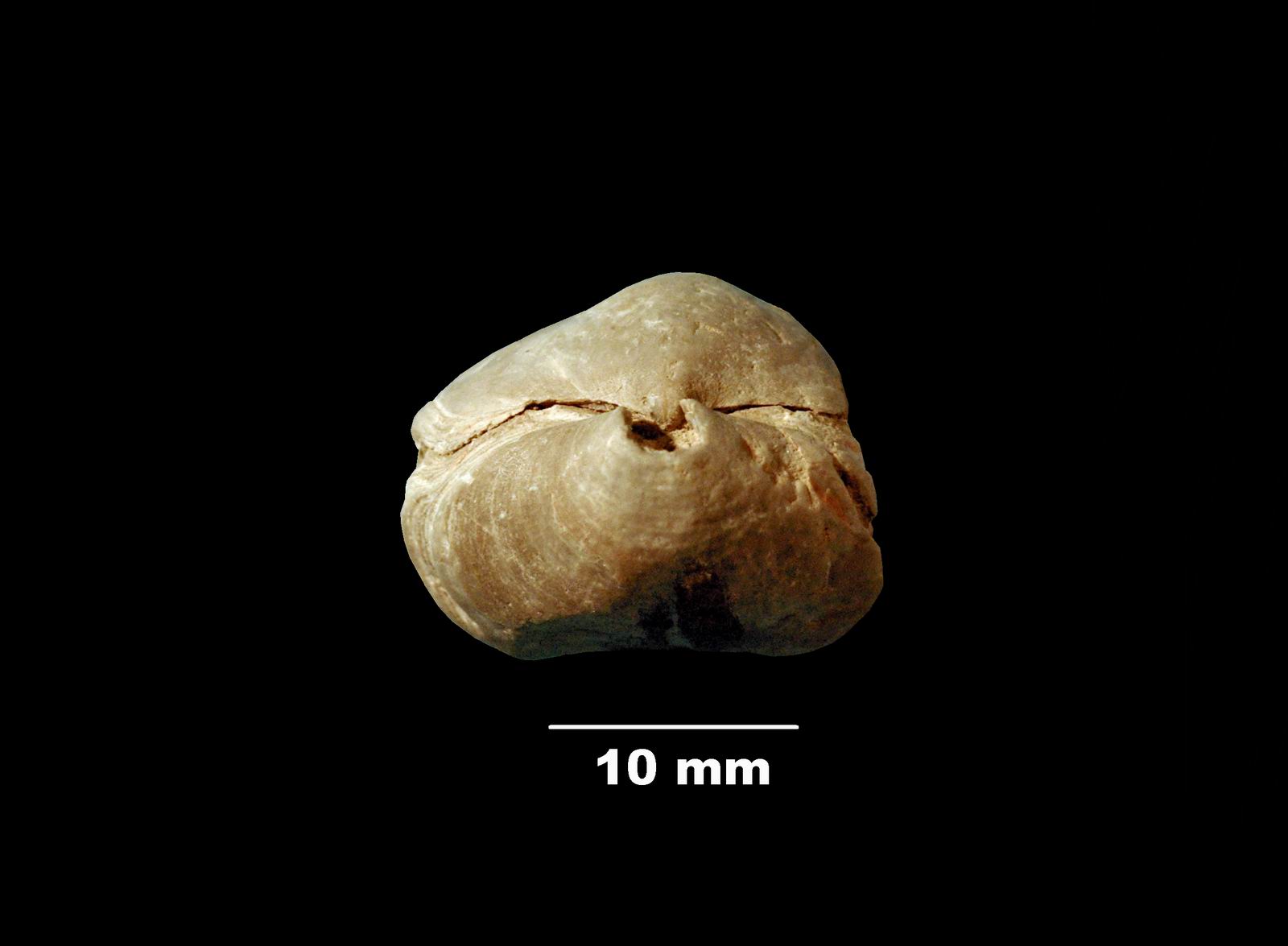 lophrothyris-5 (UL-B 00022)