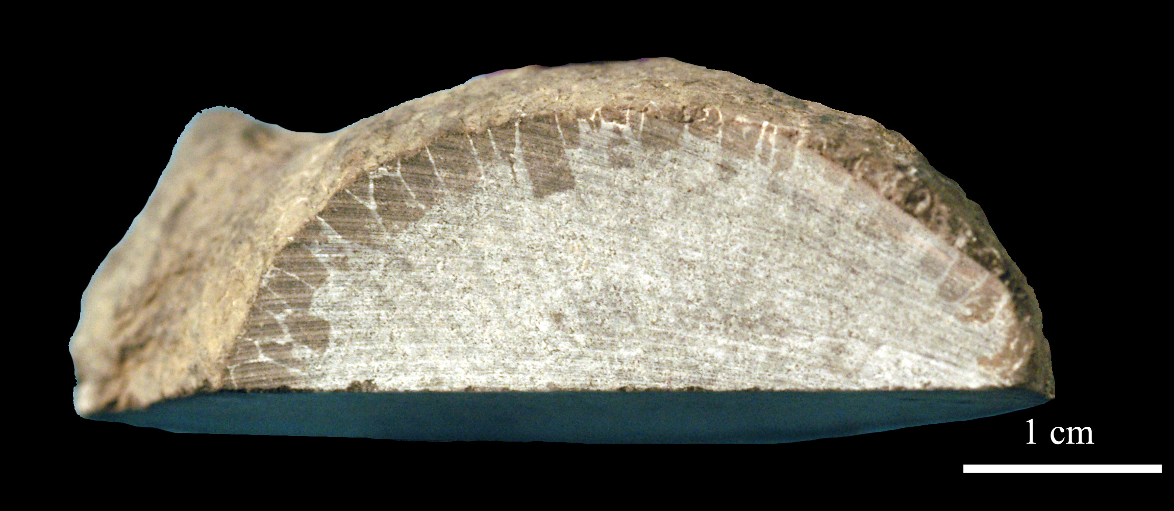 favosites-7 (UL-C 0005)