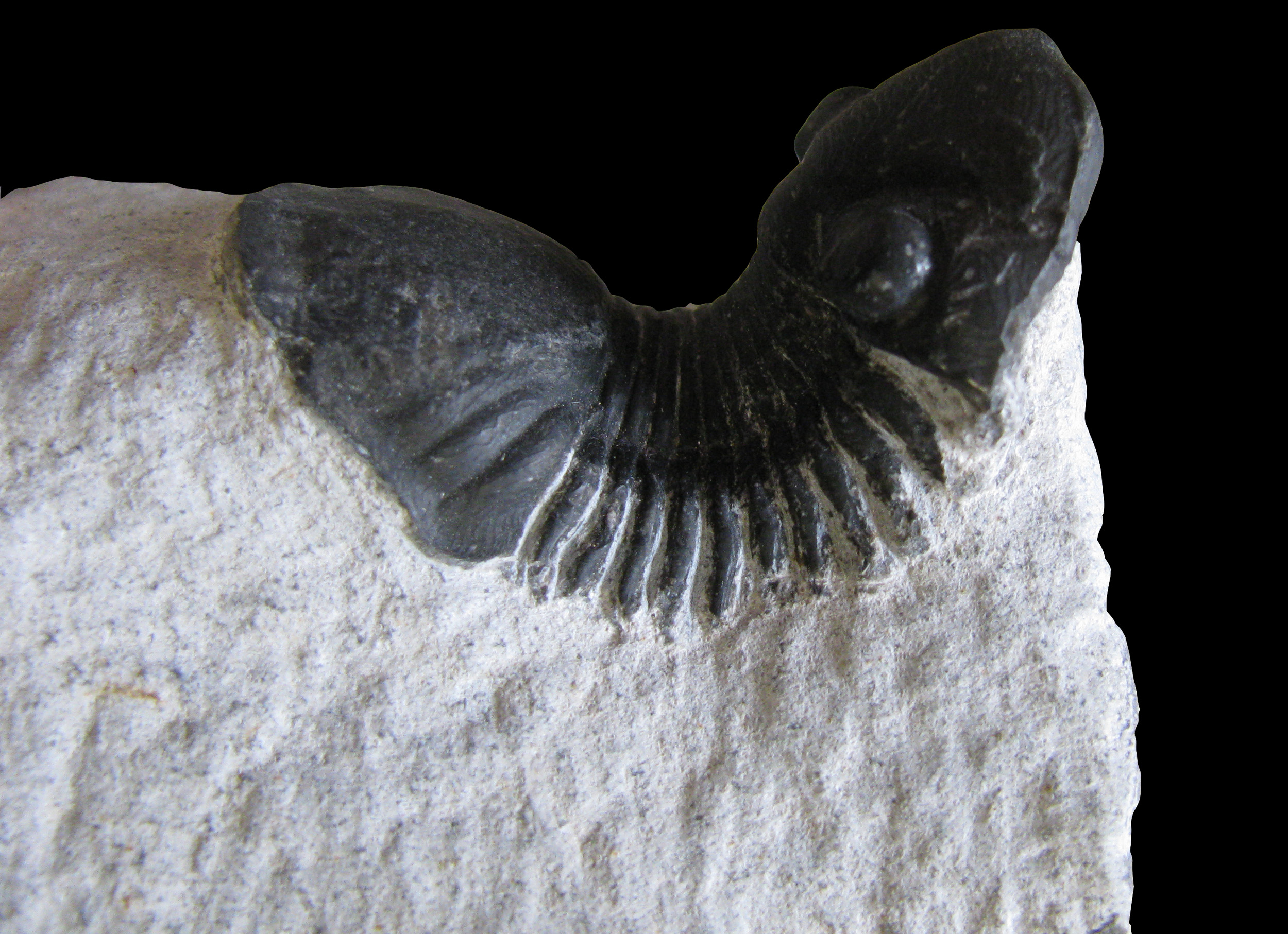 paralejurus1-2 (UL-A 0003)