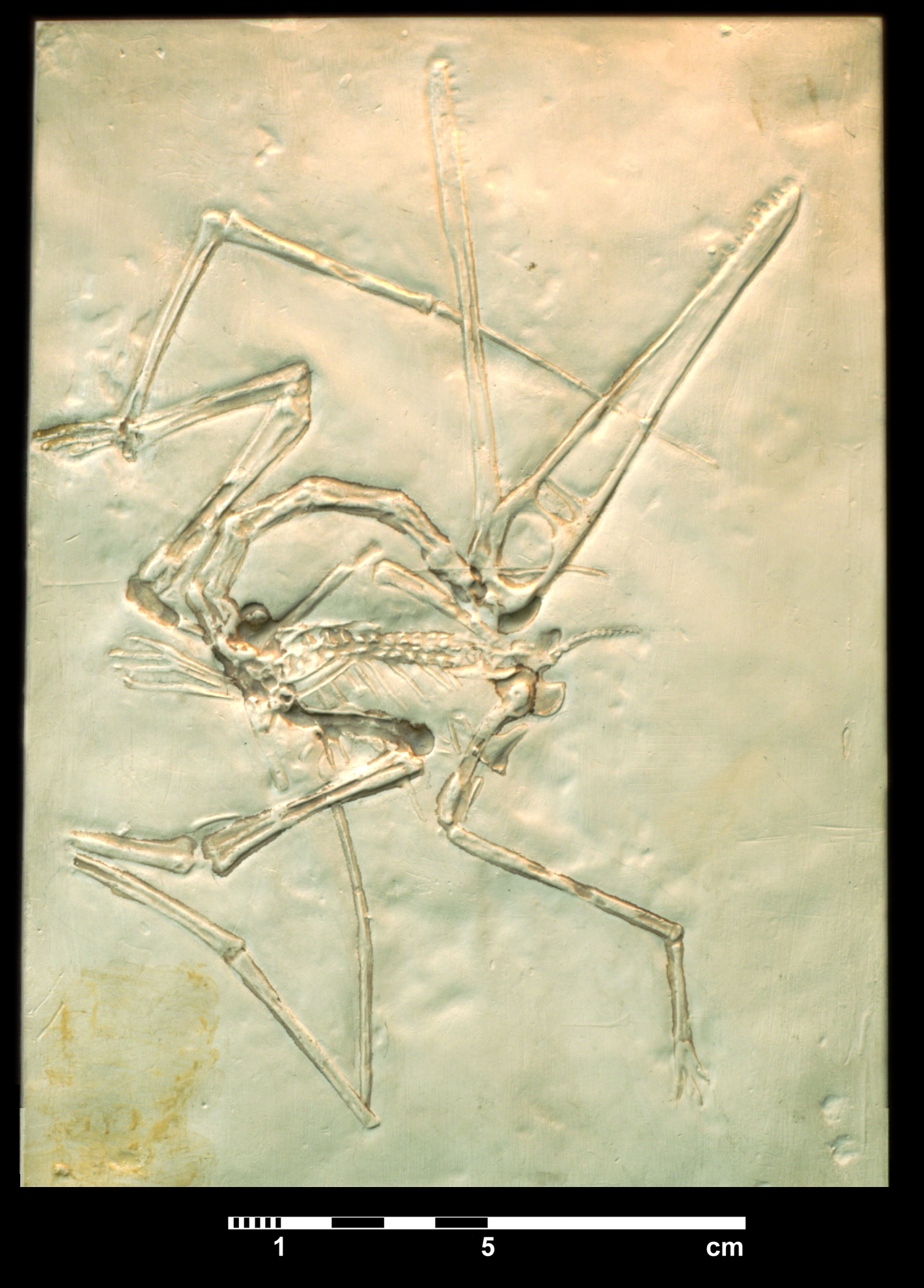 pterodactylus_antiquus-1