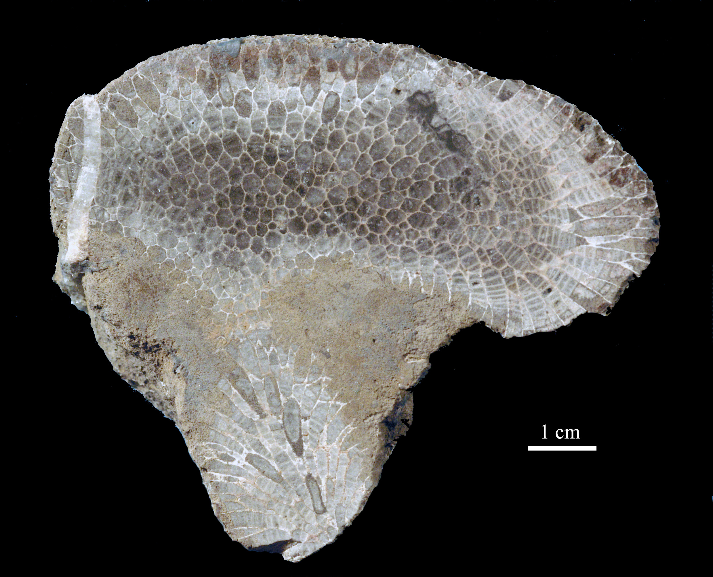 favosites-10 (UL-C 0007)