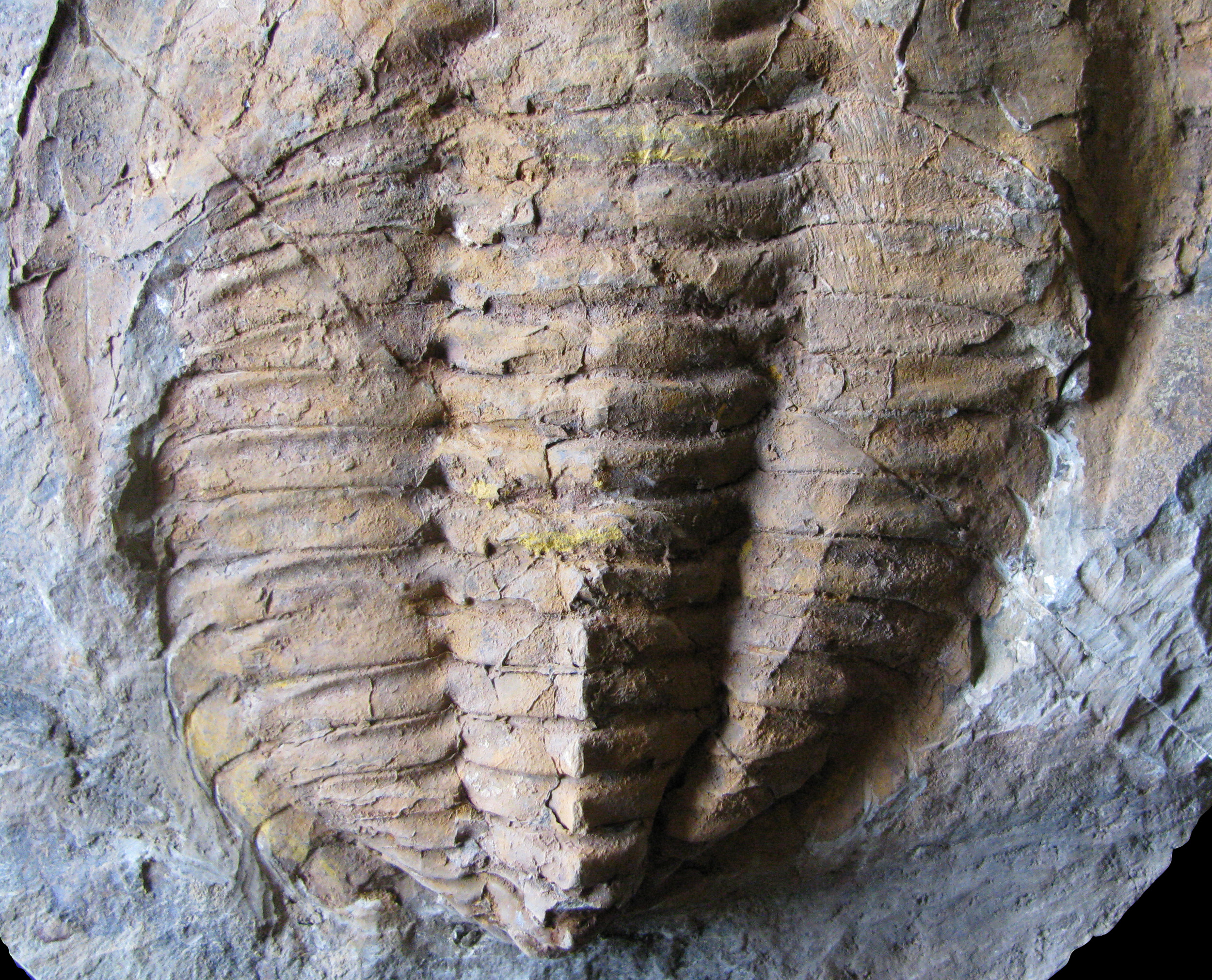 cambropallas2-5 (UL-A 0012)