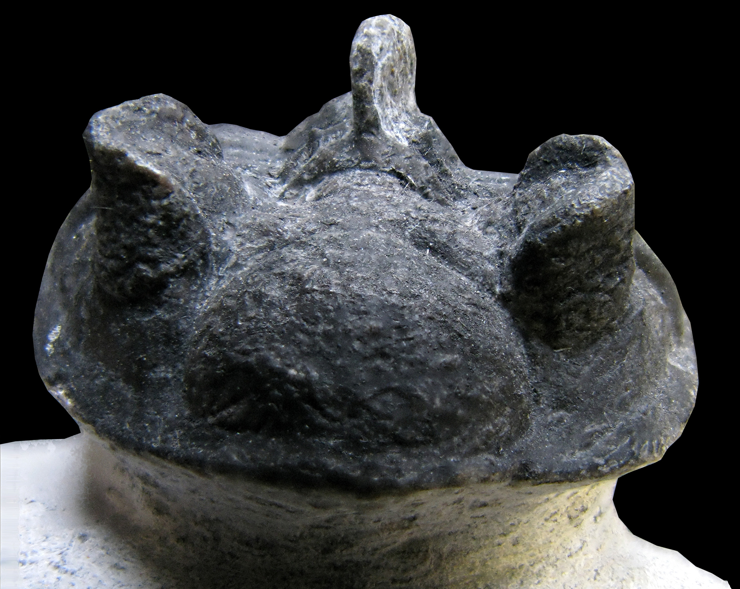 erbenochile-4 (UL-A 0010)