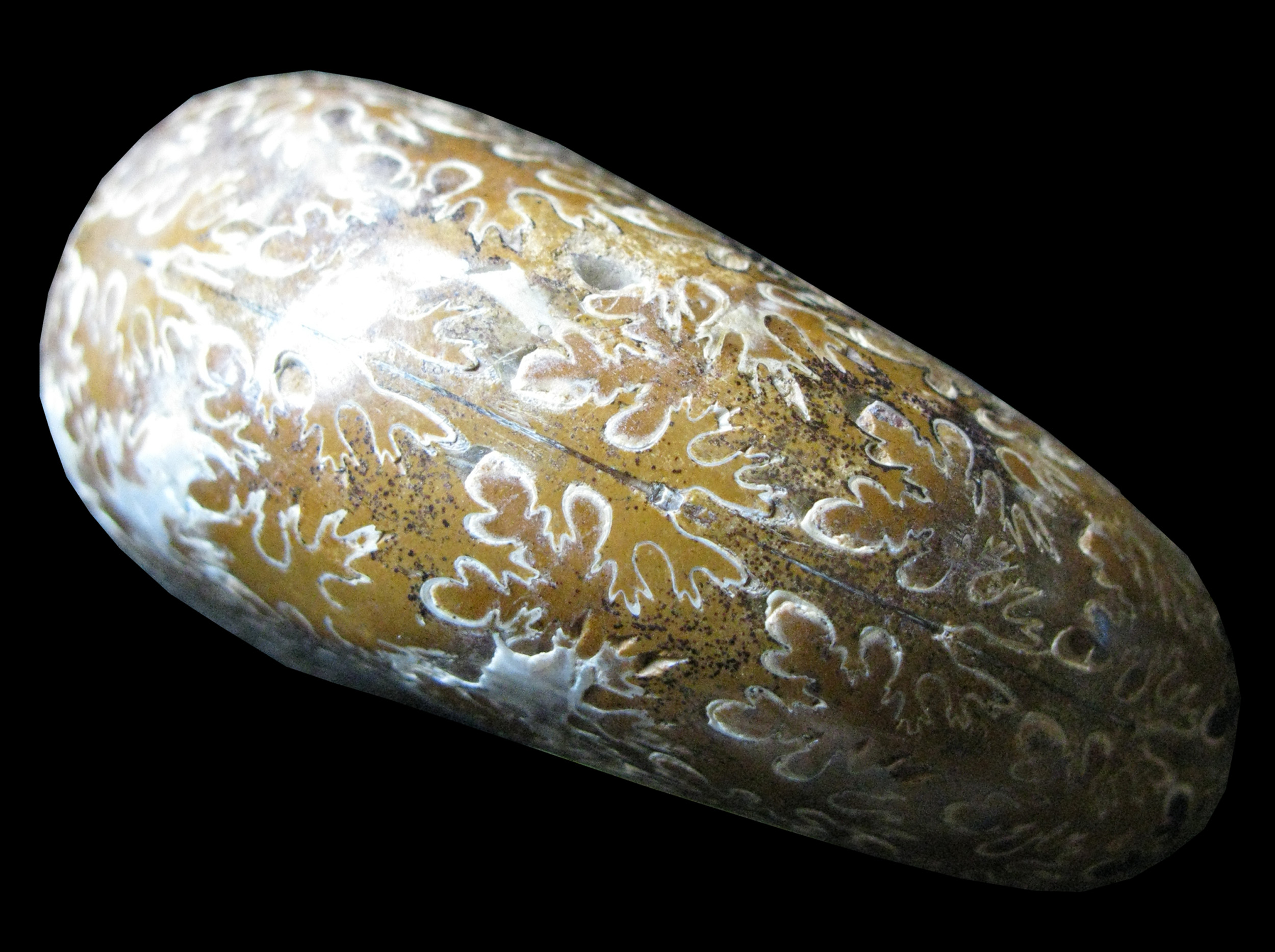 phyllopachyceras-4 (UL-M 0007)