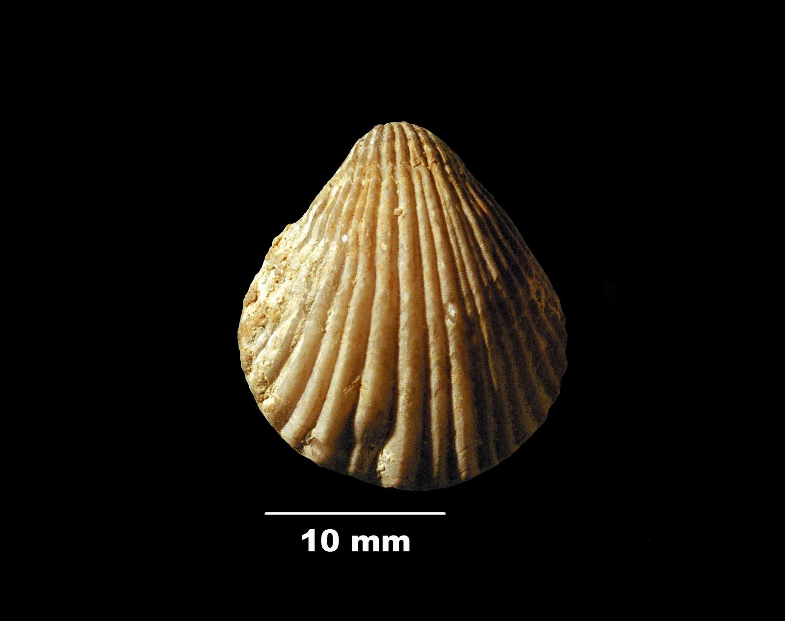 eudesia_cardium-2 (UL-B 00040)