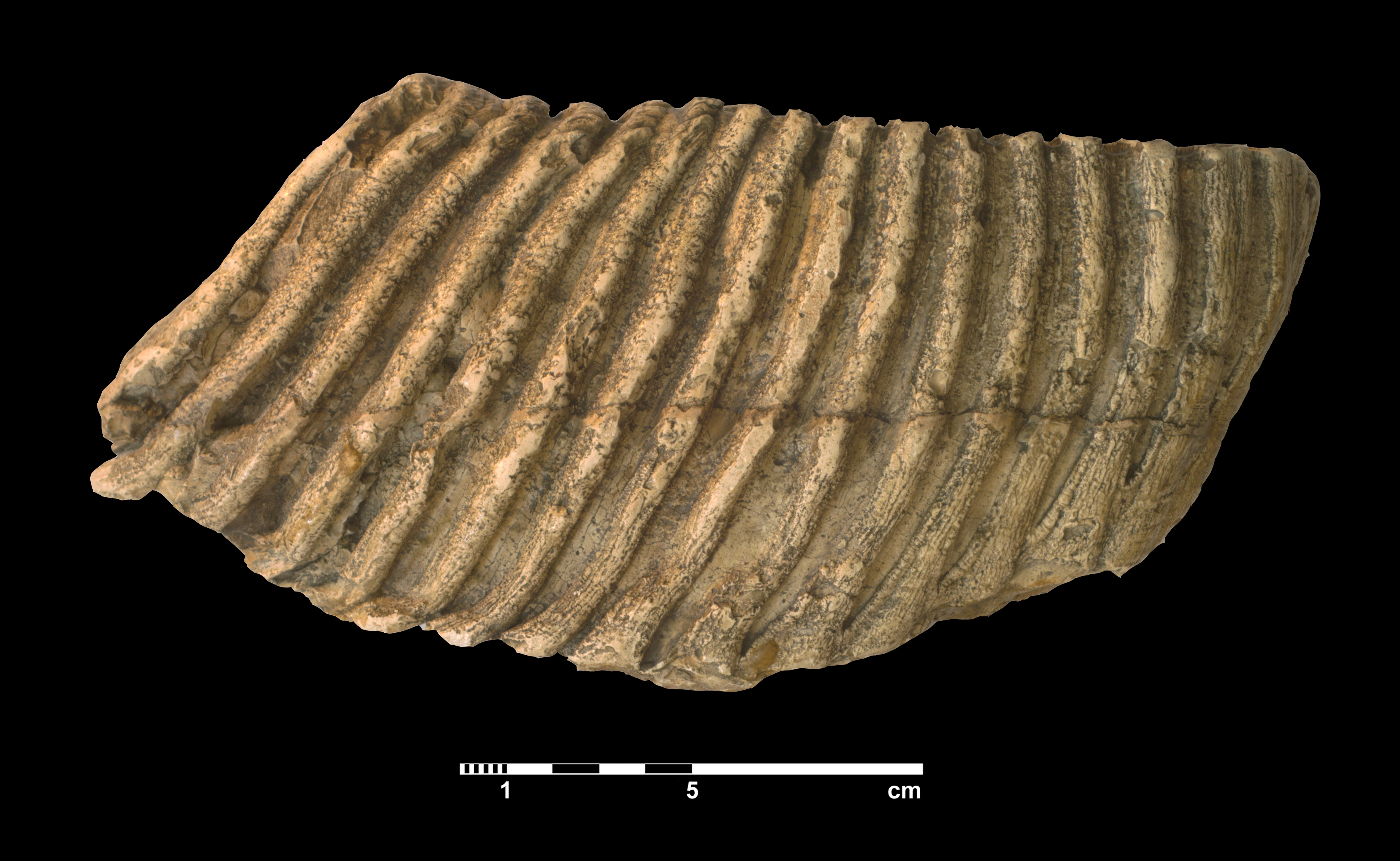 mammuthus_trogontherii-3 (M92)