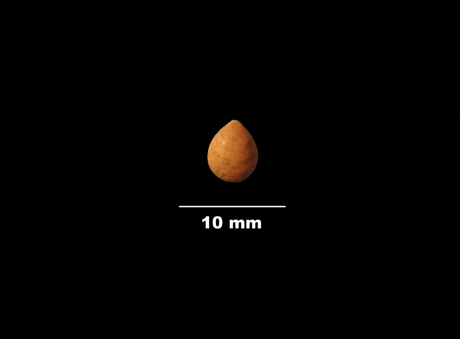 thecidea_varians-2 (UL-B 00001)