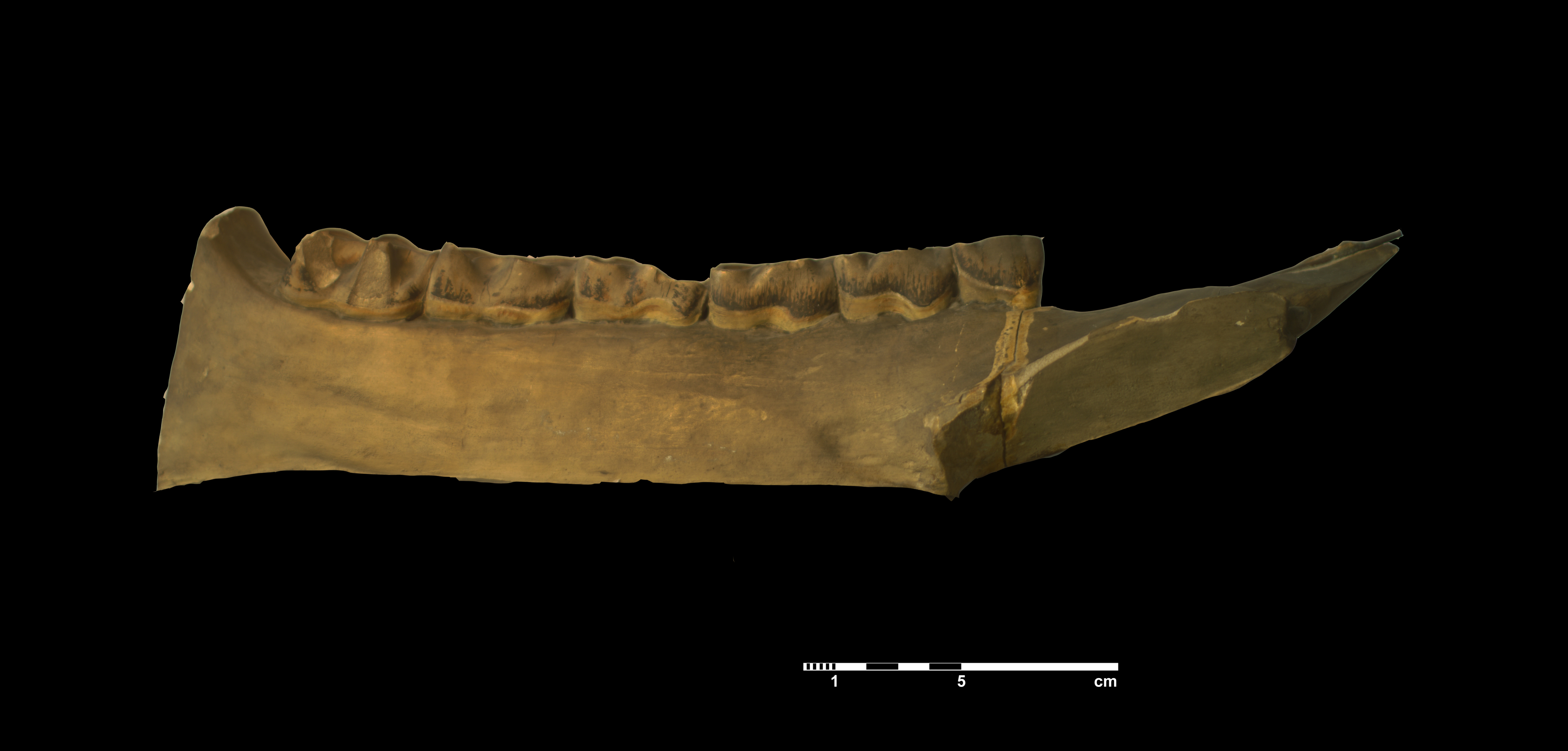 acerathrium_incisivum-2