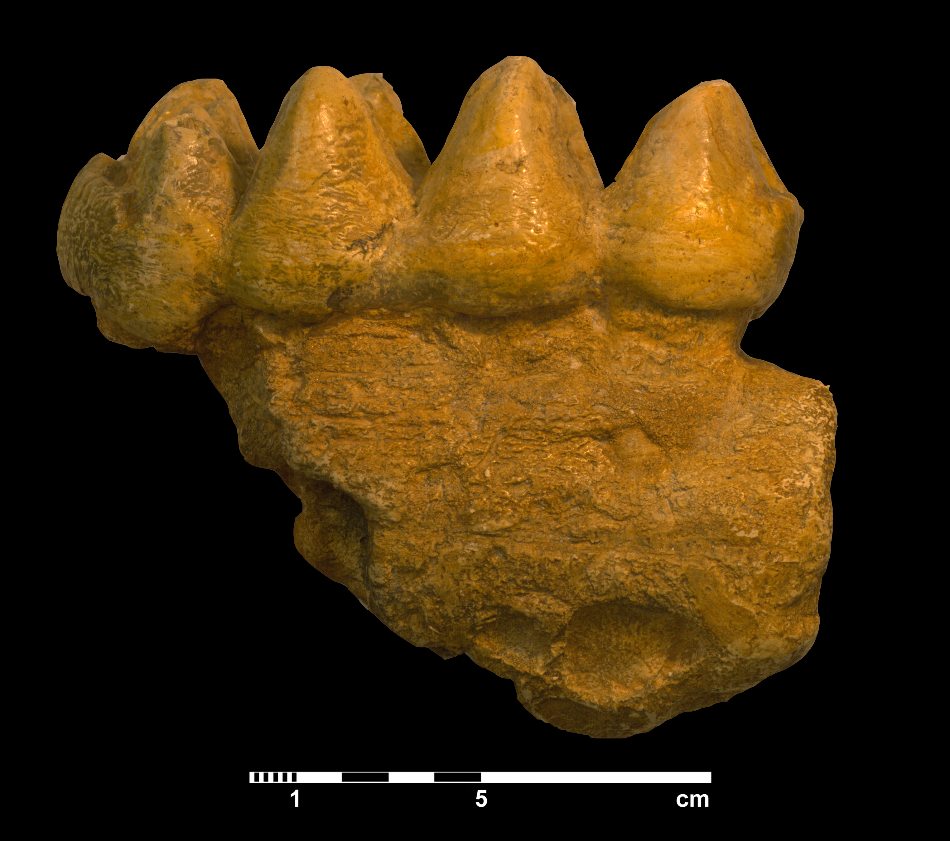 mammut_borsoni-3 (M262)