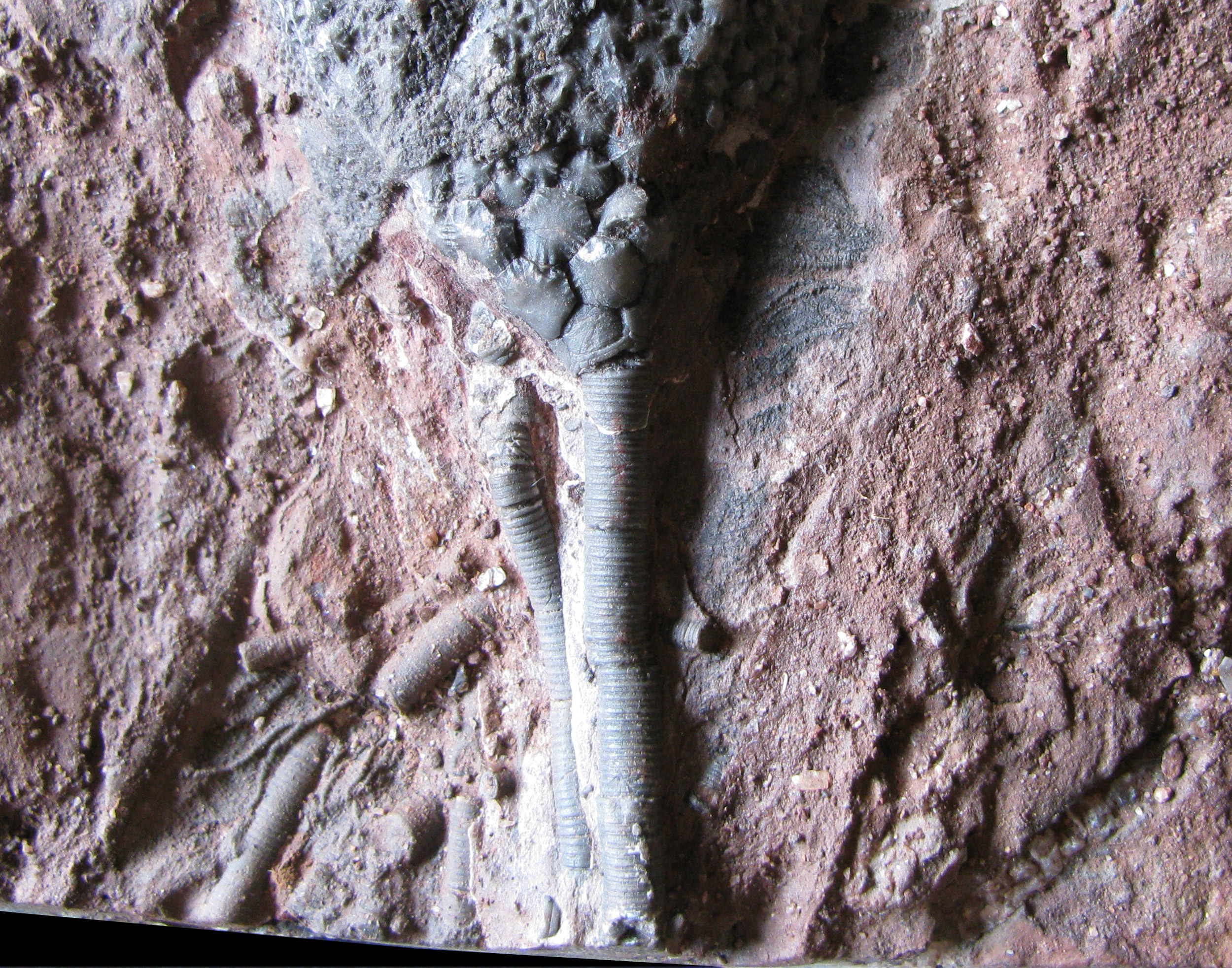 scyphocrinites-2 (UL-E0249)