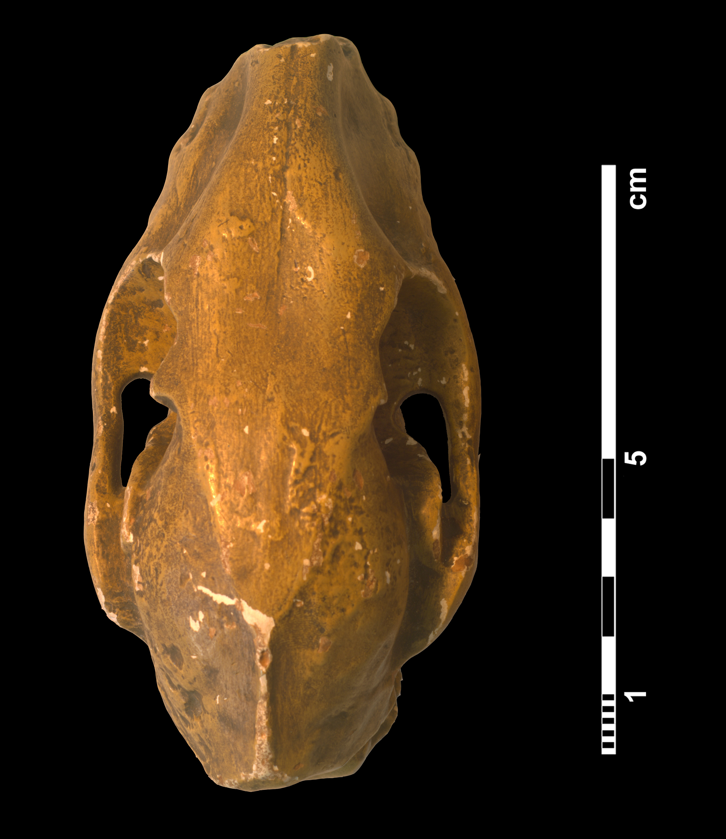 mesohippus_sp-1 (C210)
