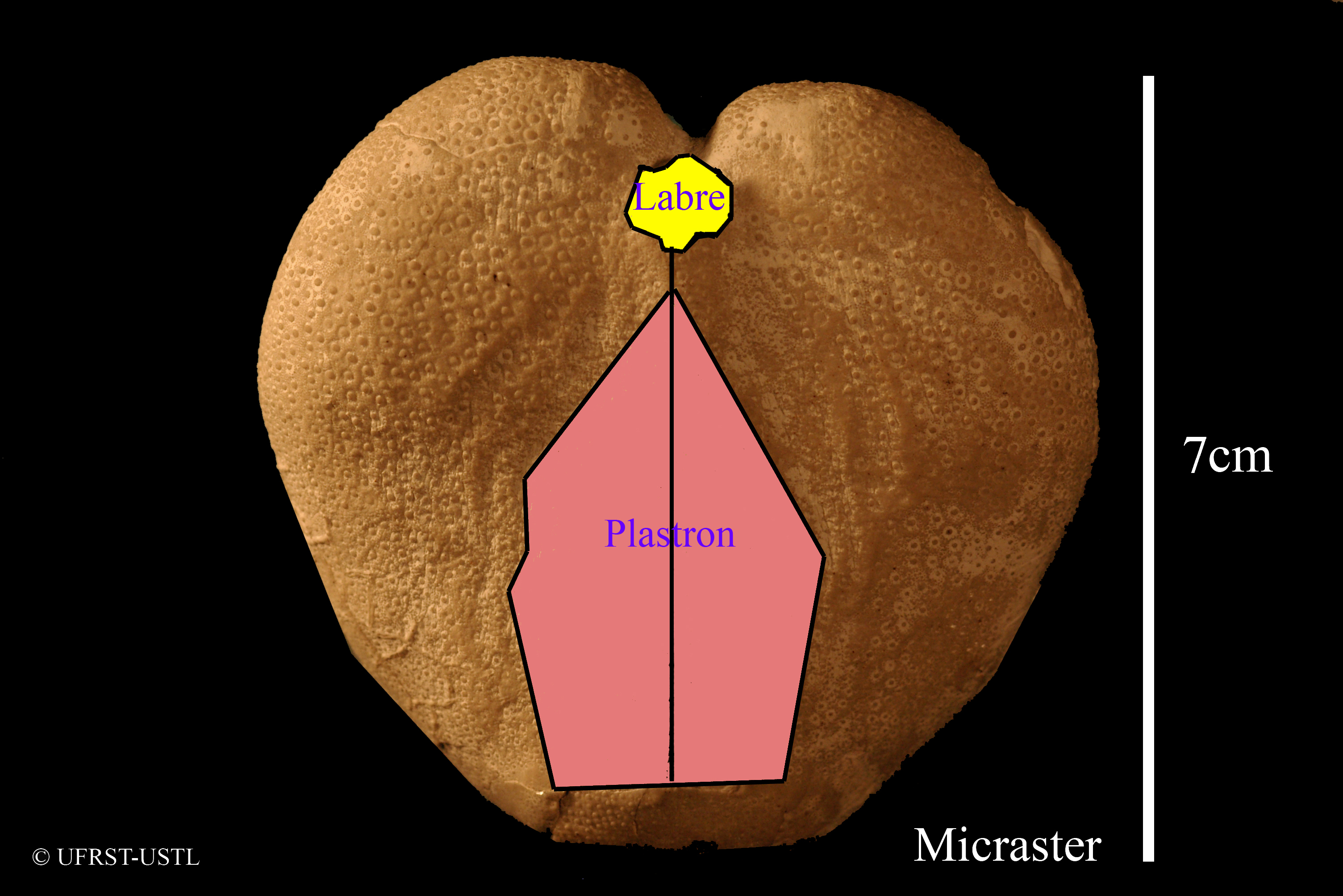 micraster_glyphus-1 (UL-E 0004)