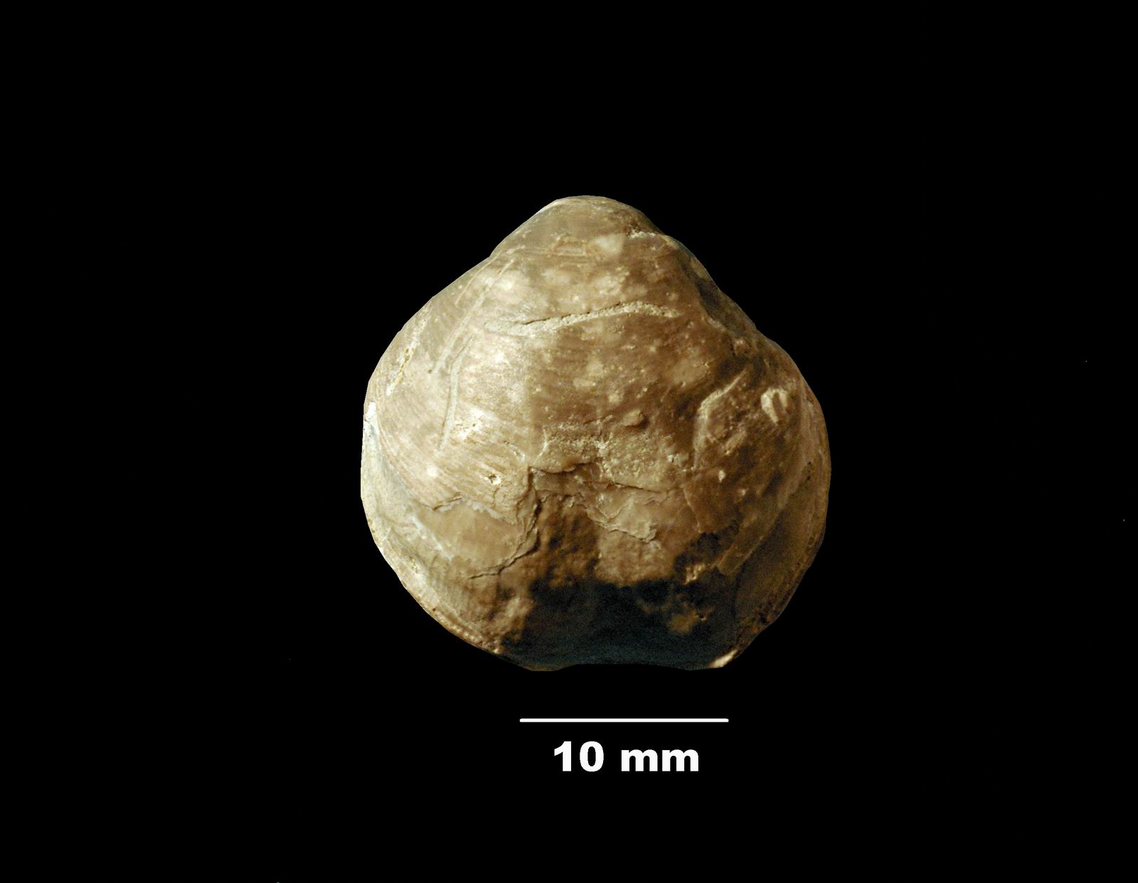 cyrtothyris-2 (UL-B 00015)