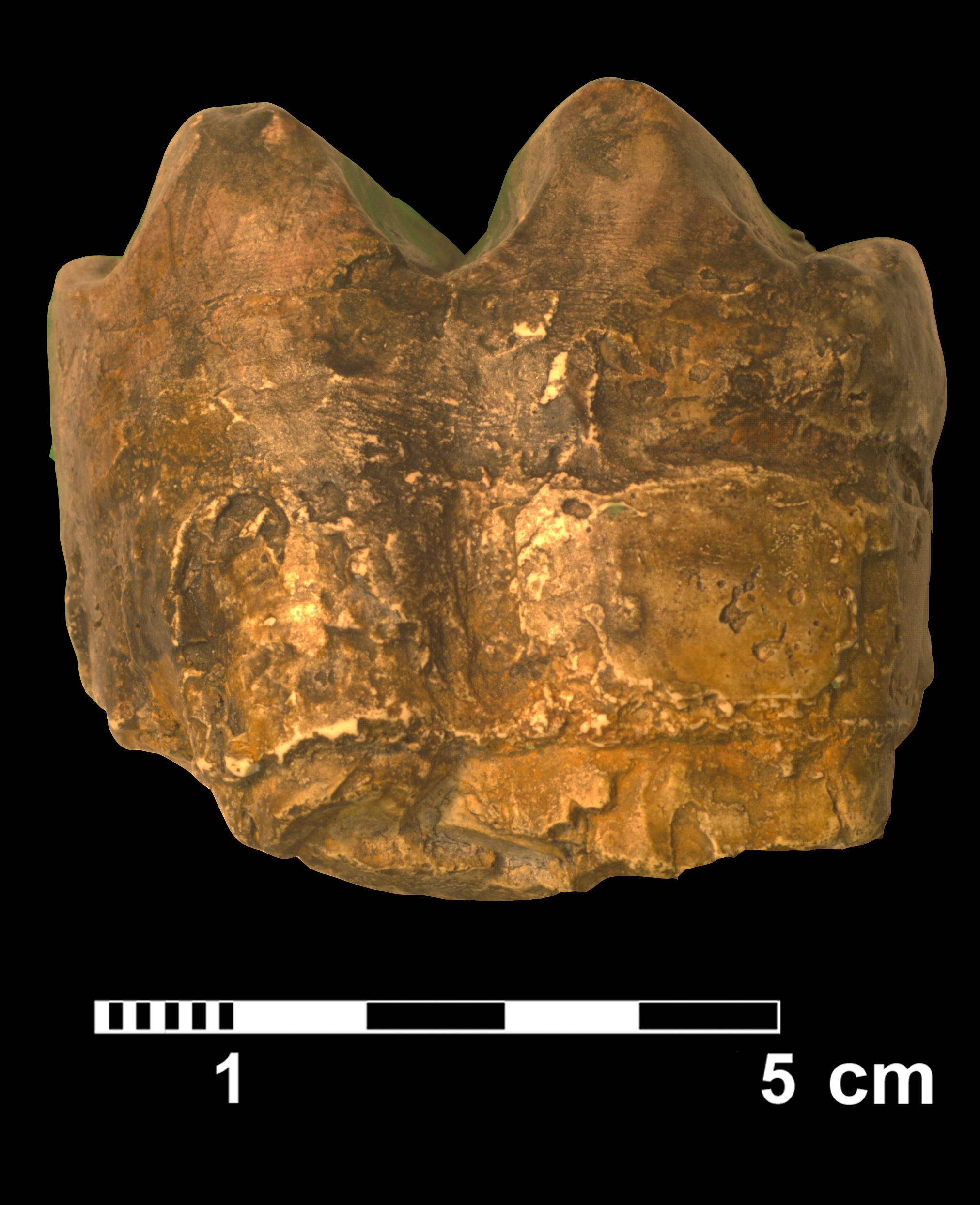 deinotherium_sp-5 (VTP6)