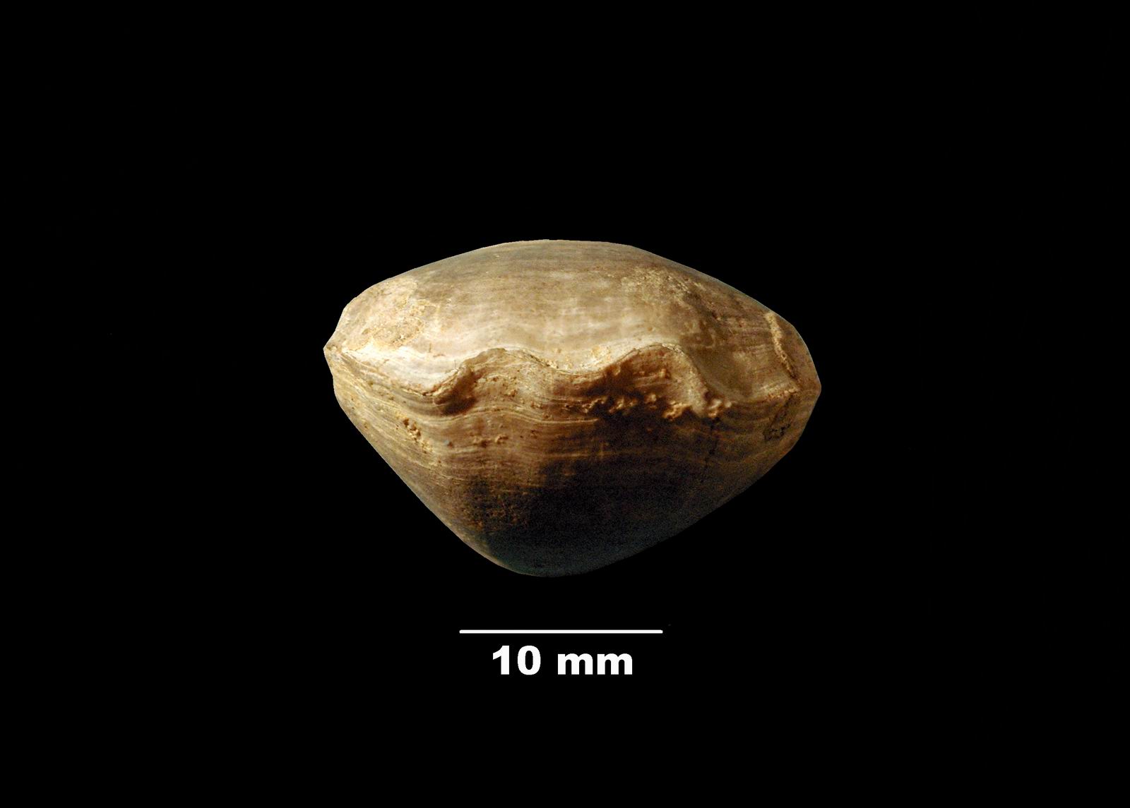 euidothyris-4 (UL-B 00018)