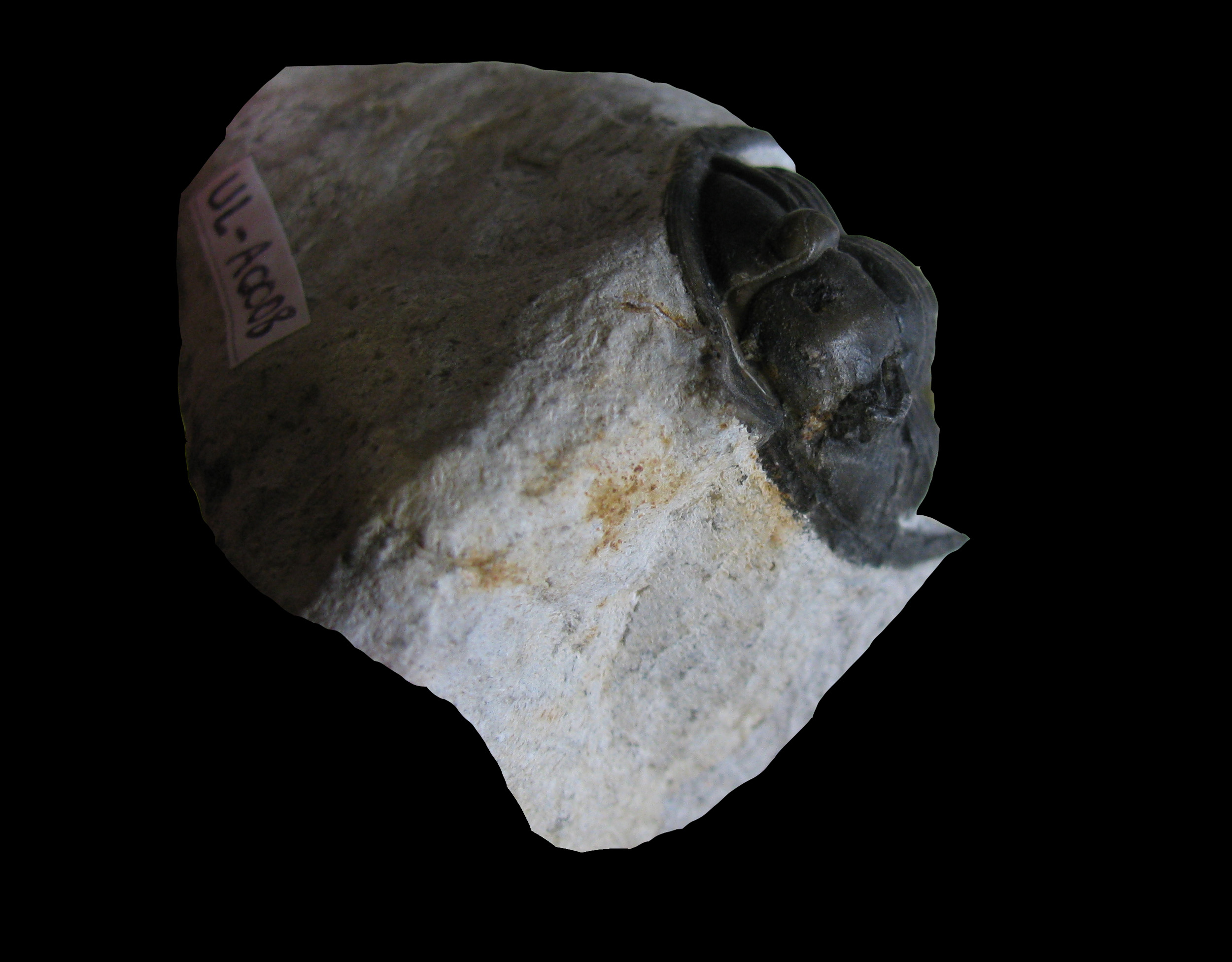 diademaproetus-2 (UL-A 0008)