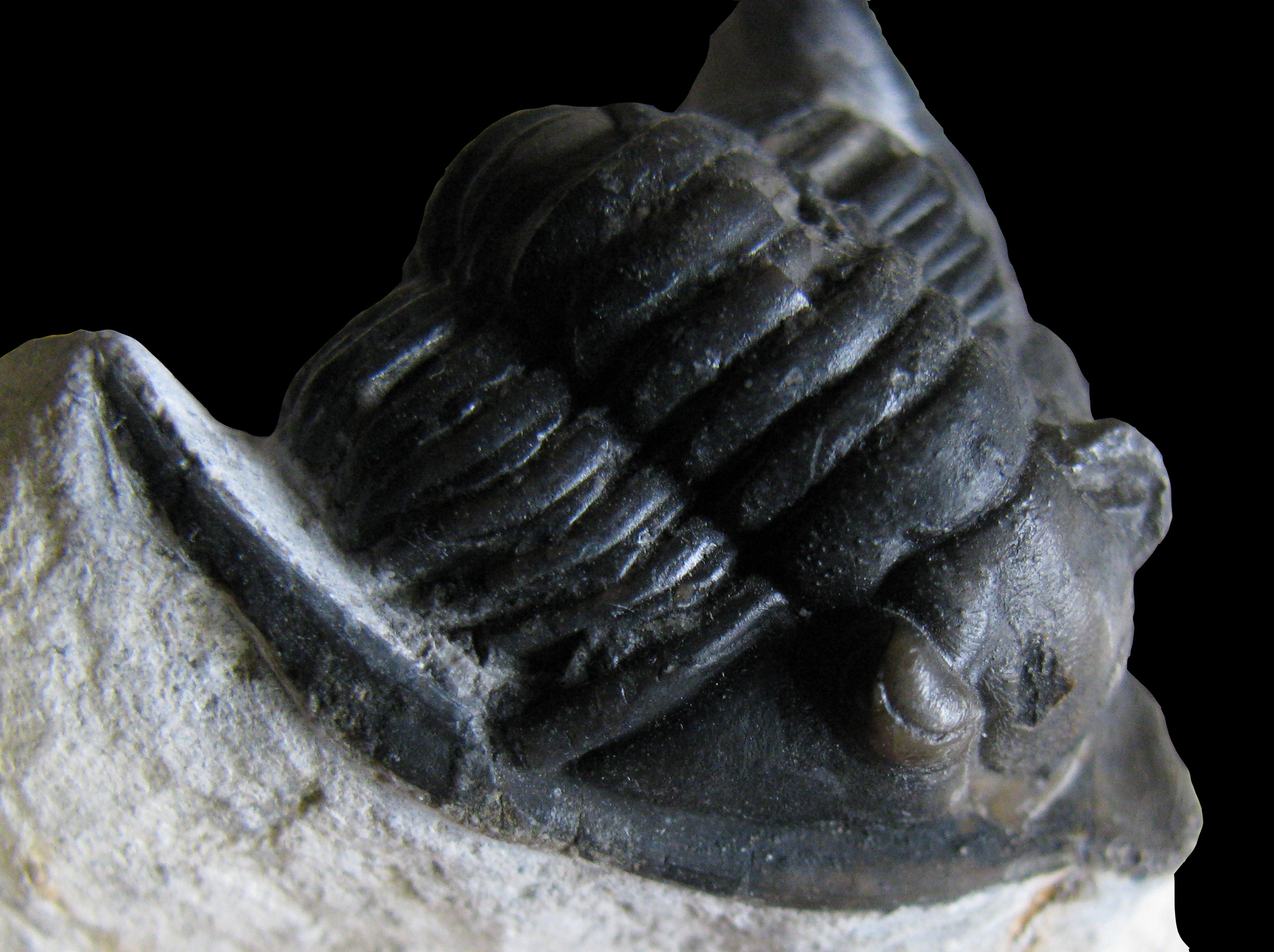 diademaproetus-4 (UL-A 0008)