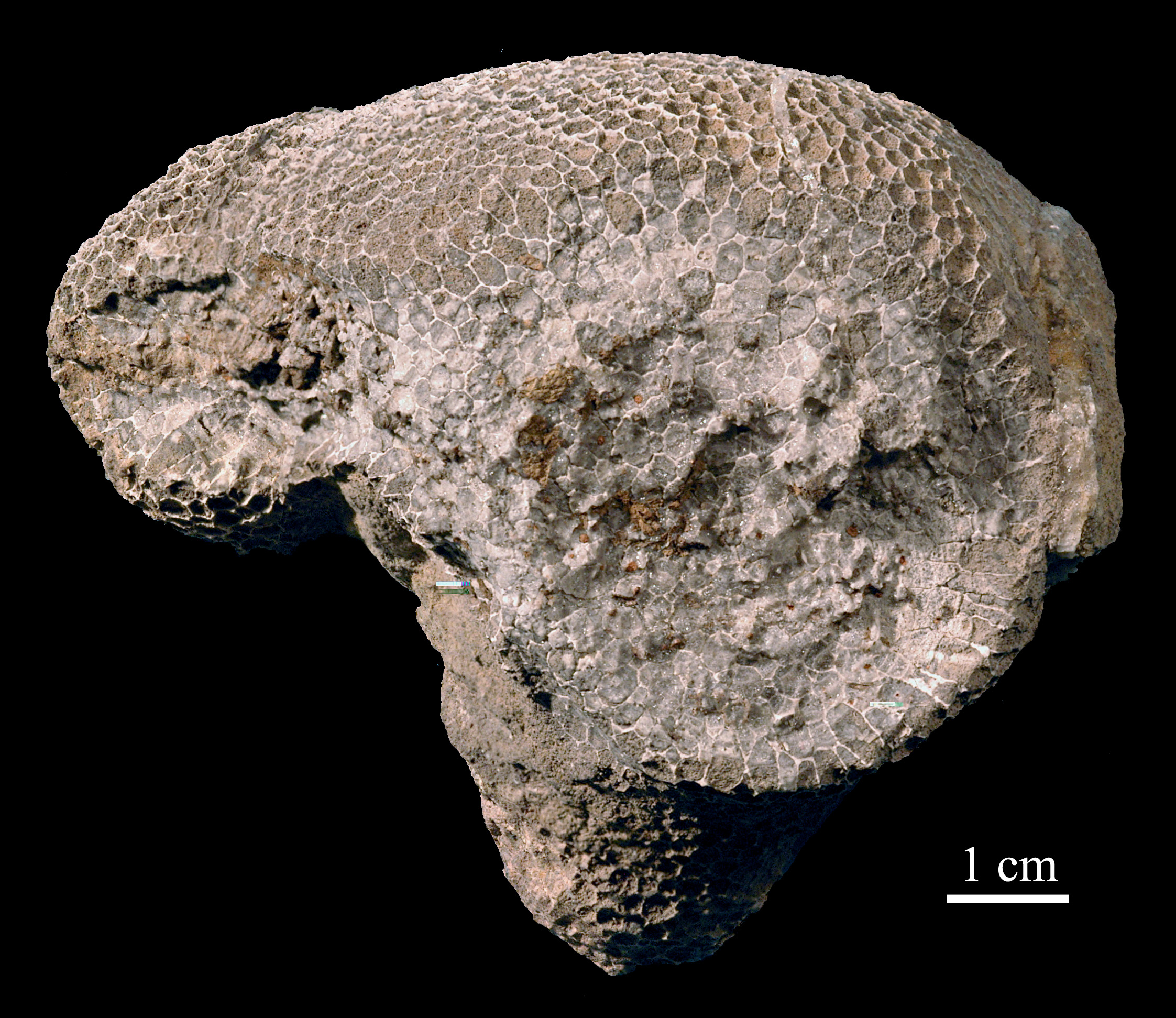 favosites-9 (UL-C 0007)