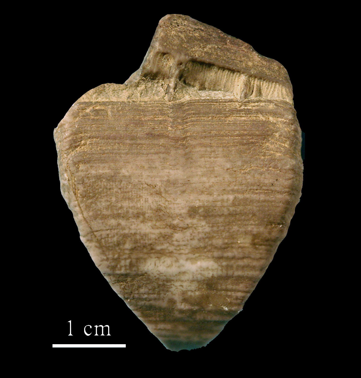 calceola_sandalina-9 (UL-C 0043)