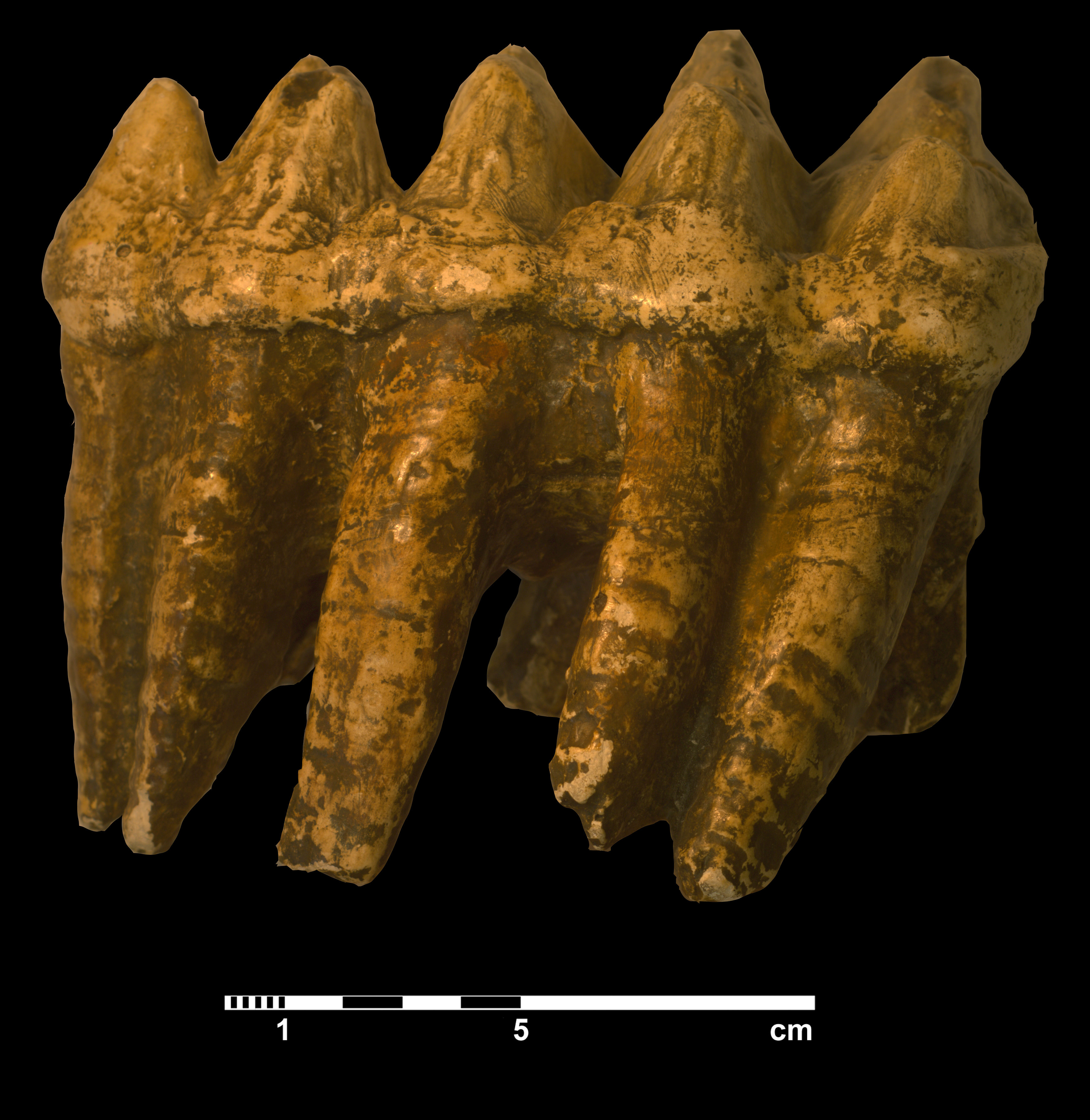 mammut_americanum-3 (VTP 22)