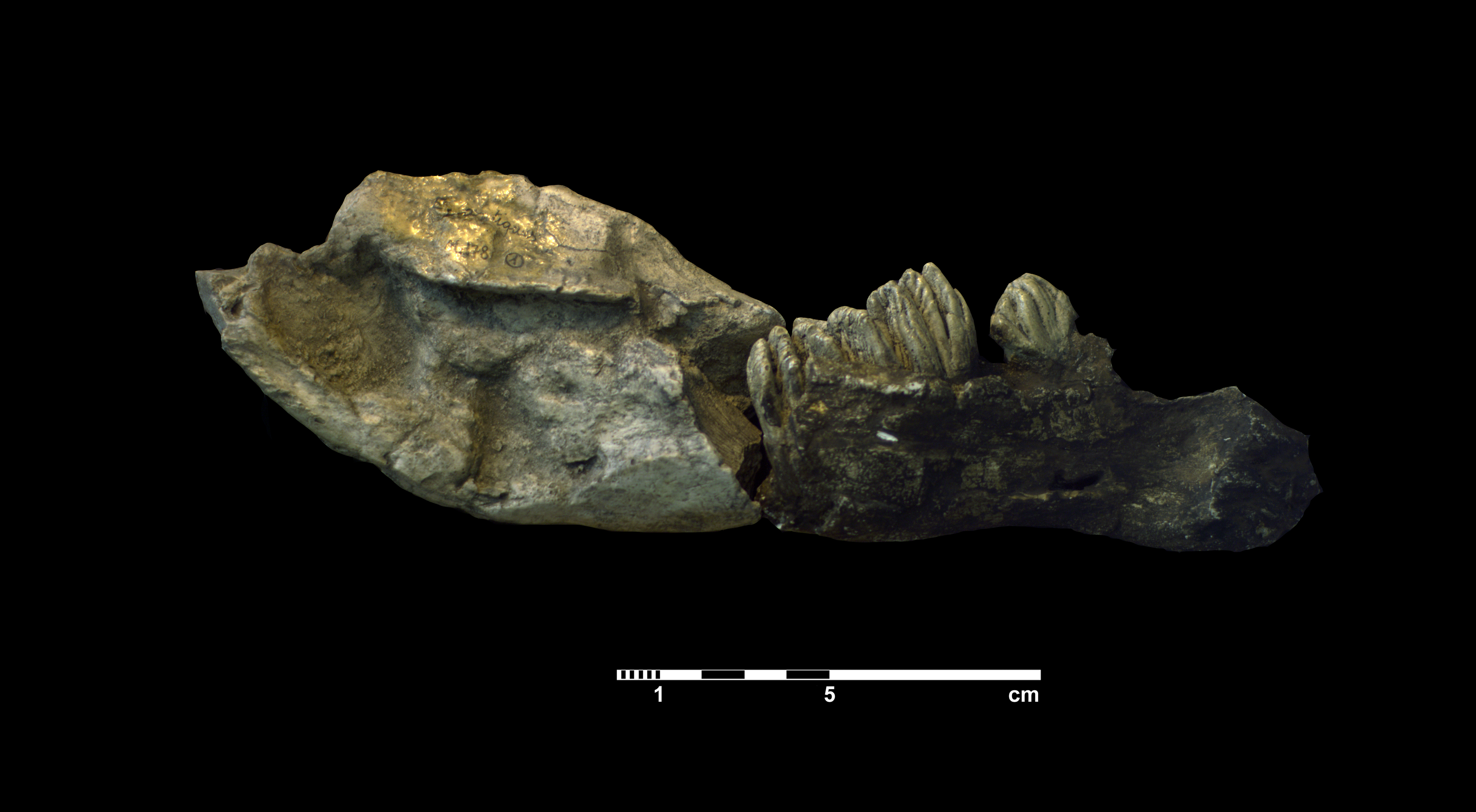 elephas_antiquus2-2 (M178)