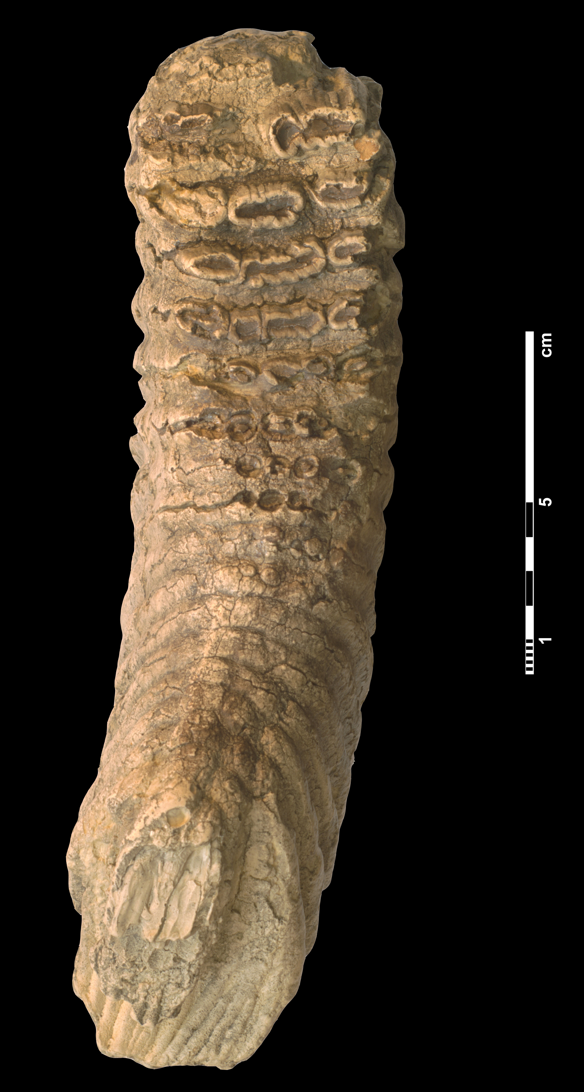 mammuthus_meridionalis-1 (M93)