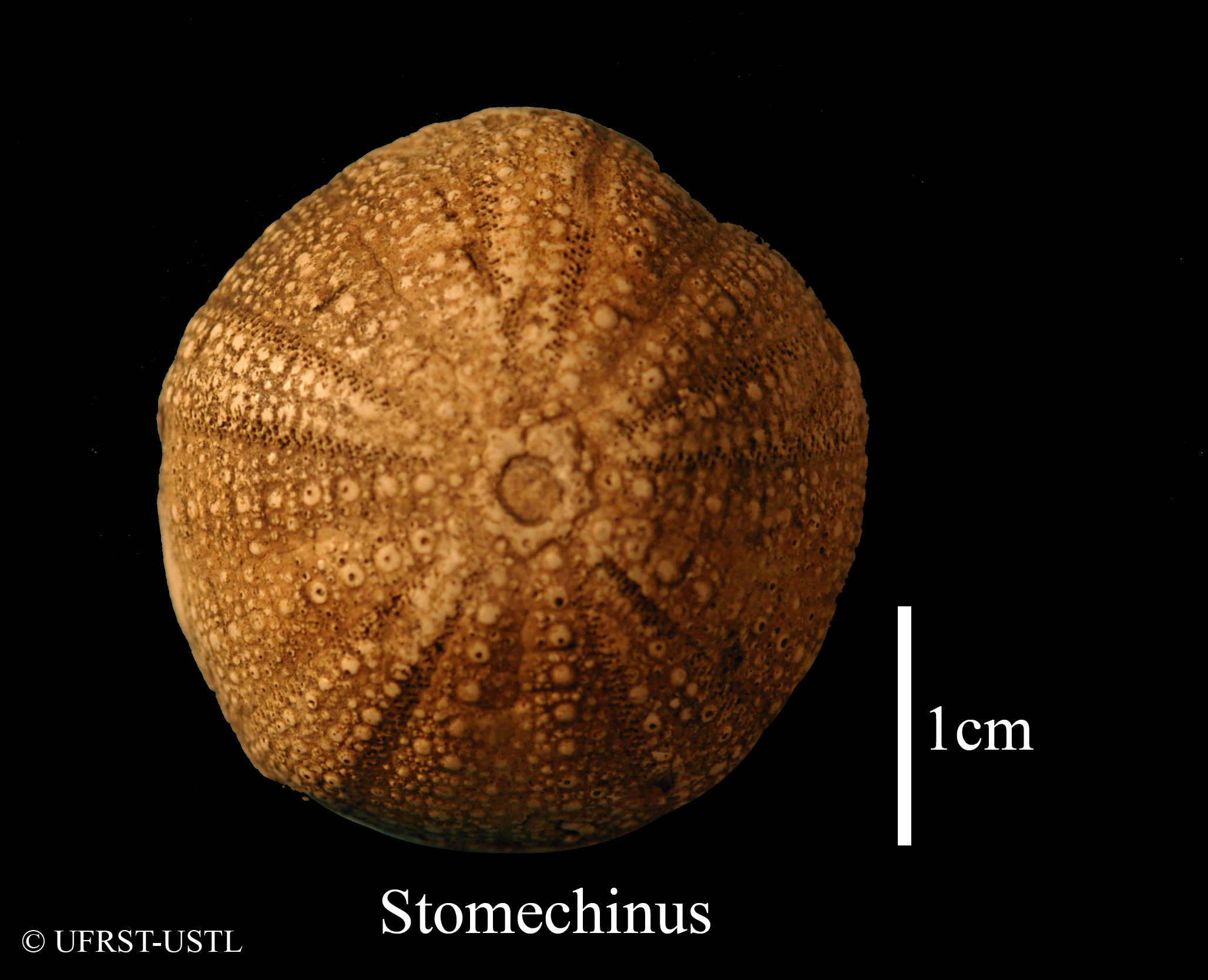 stomechinus-1 (UL-E 0190)
