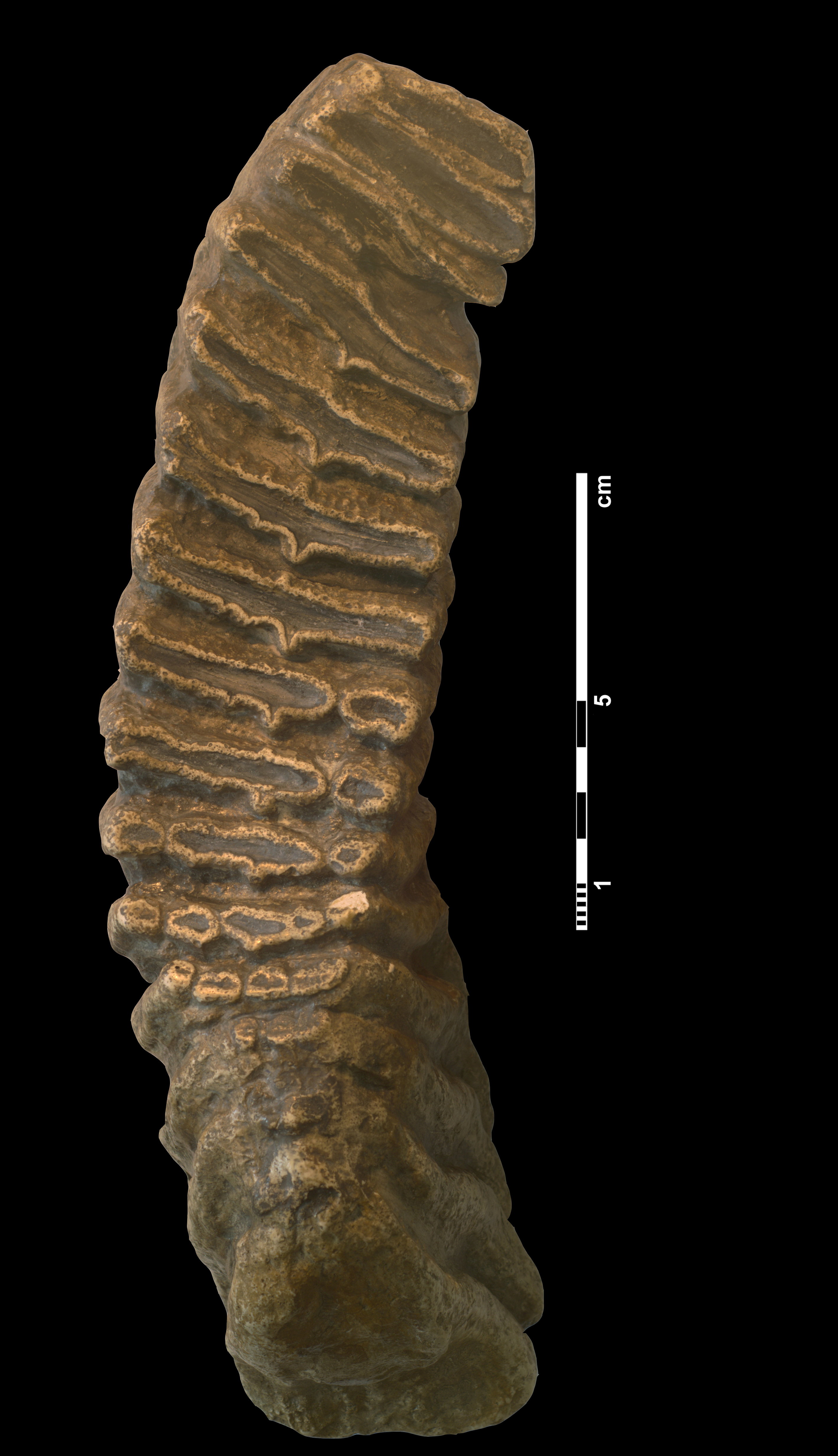 elephas_antiquus1-3 (M94)