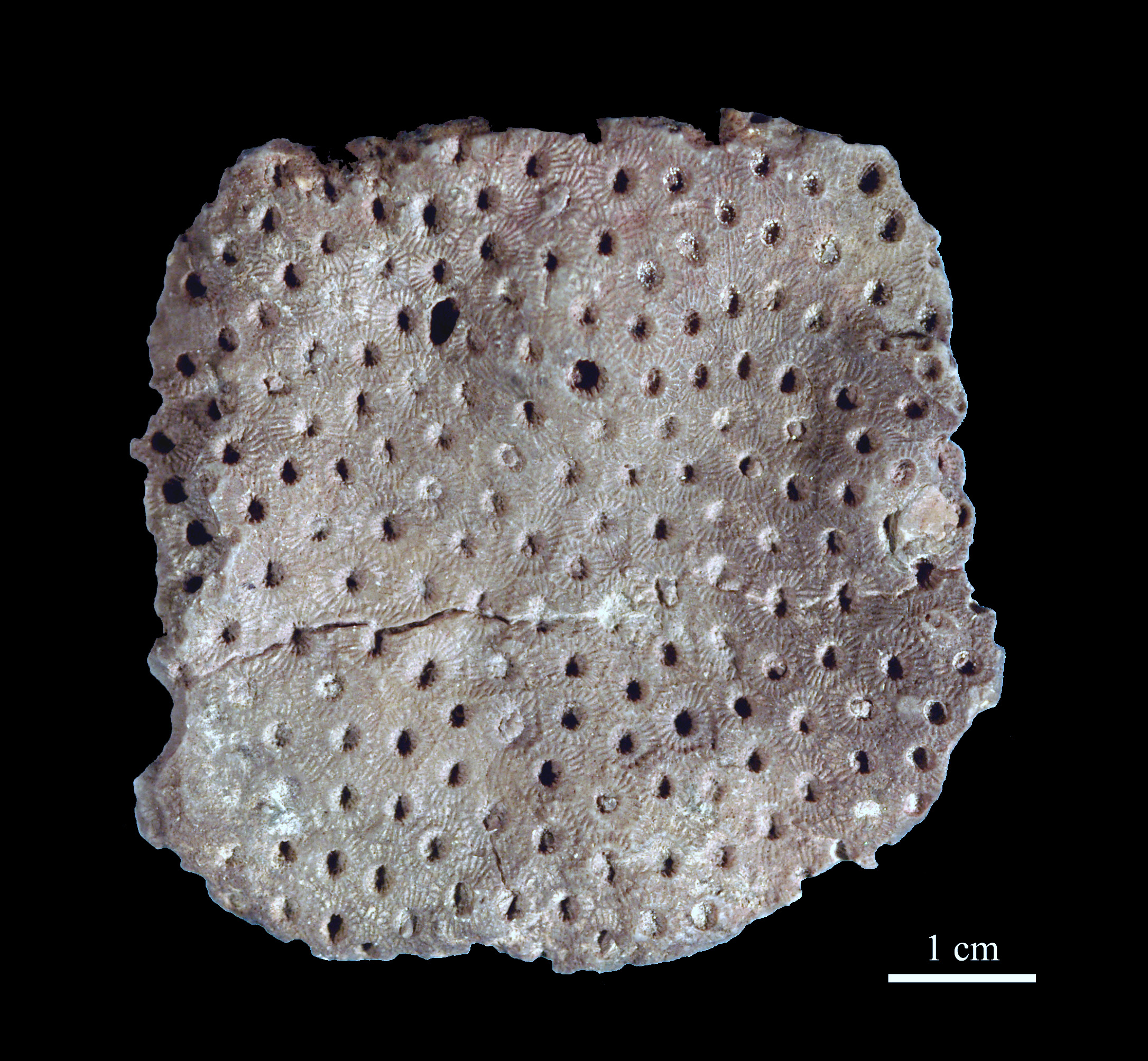 acervularia-2 (UL-C 0011)