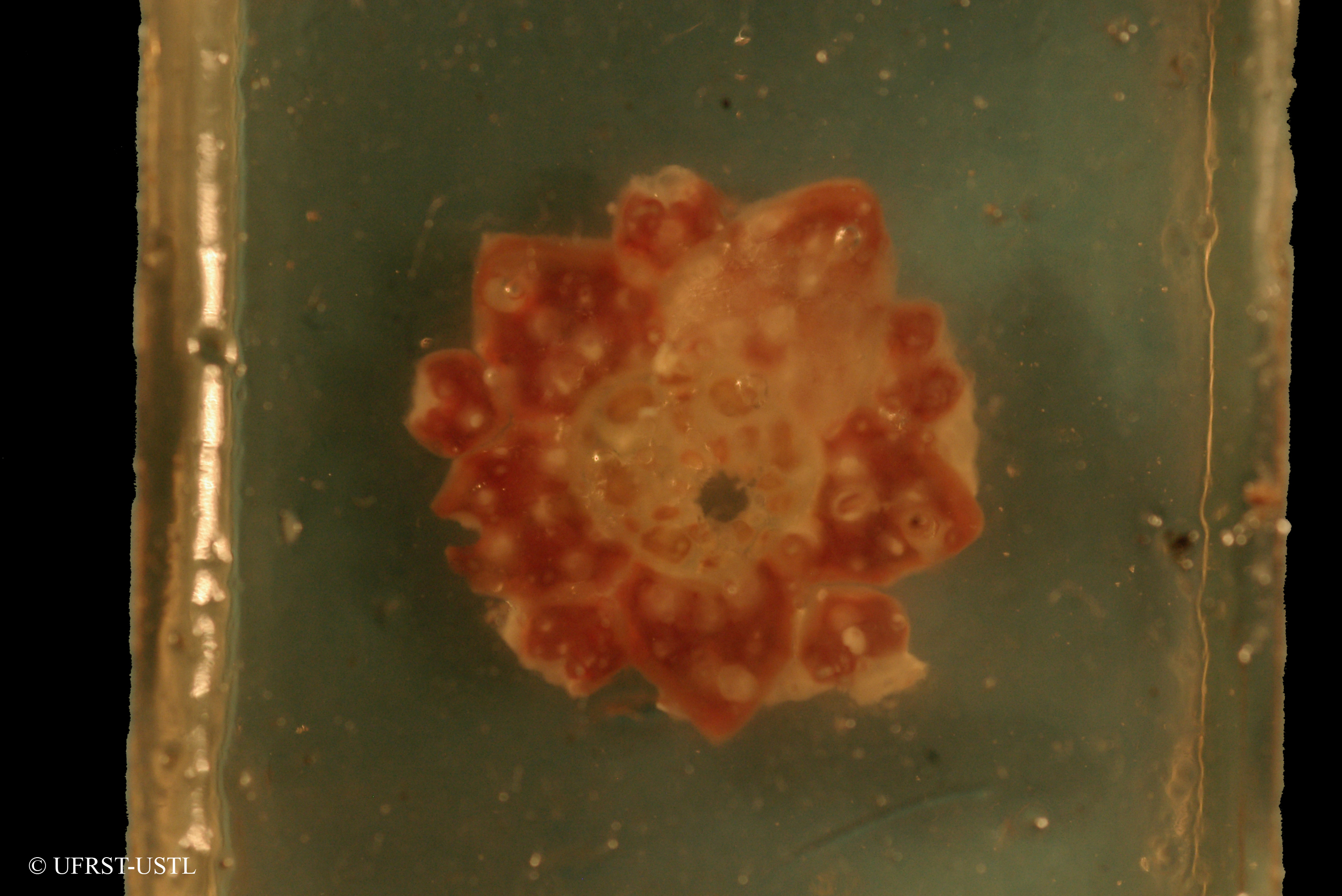 euechinoidea-2 (UL-E 0247)