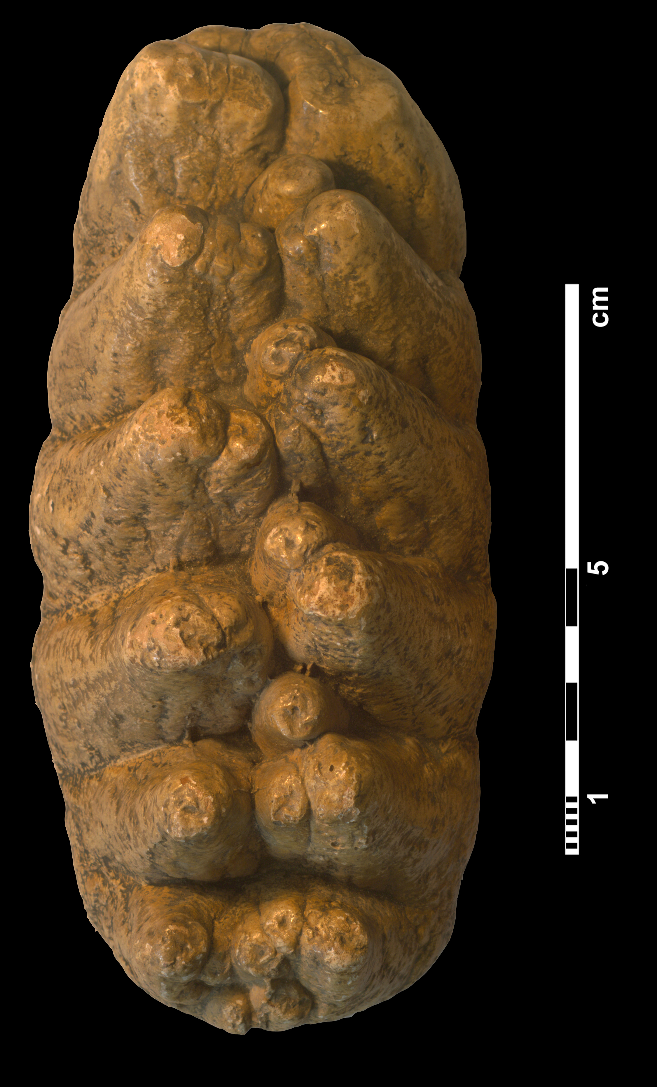 anancus_arvernensis-2 (M90)