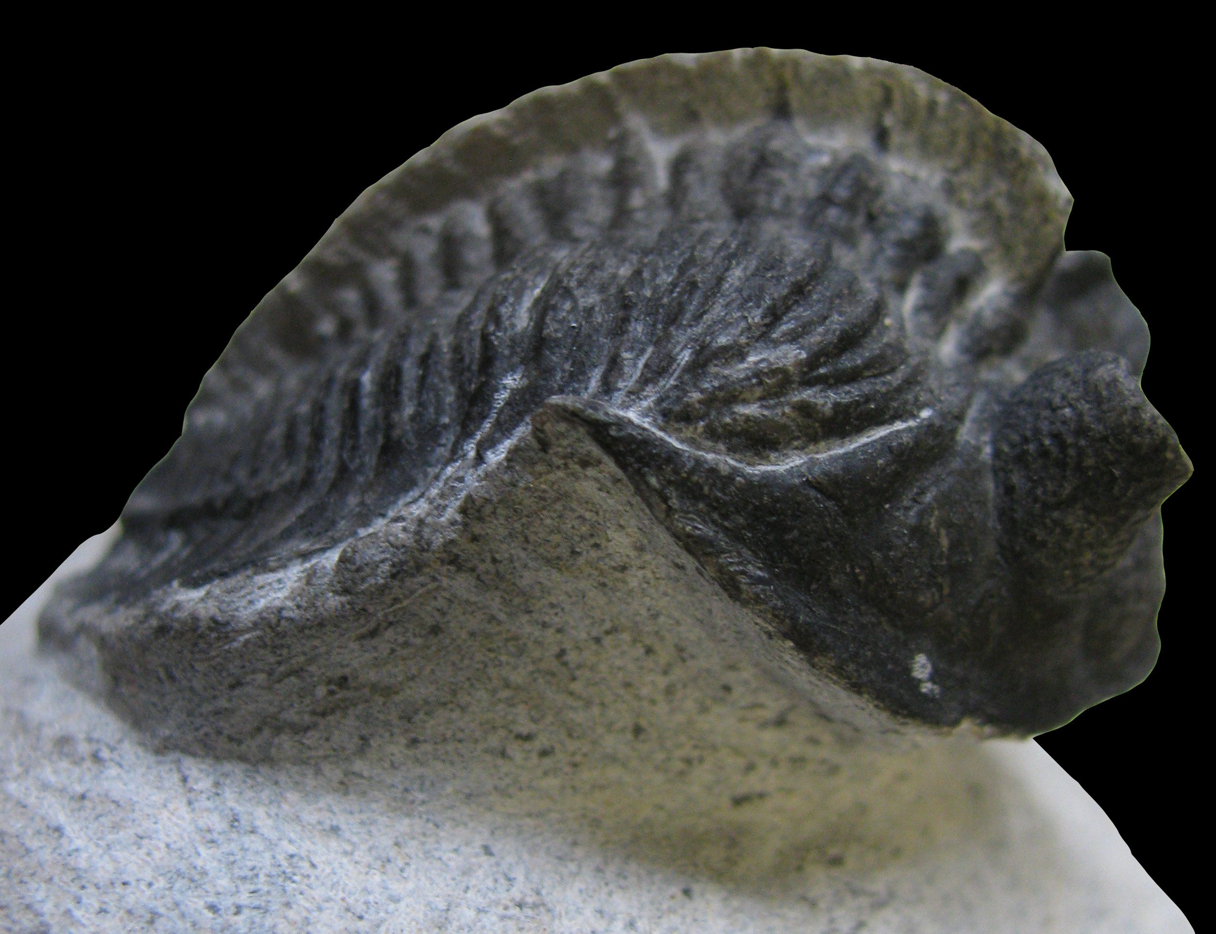 erbenochile-2 (UL-A 0010)