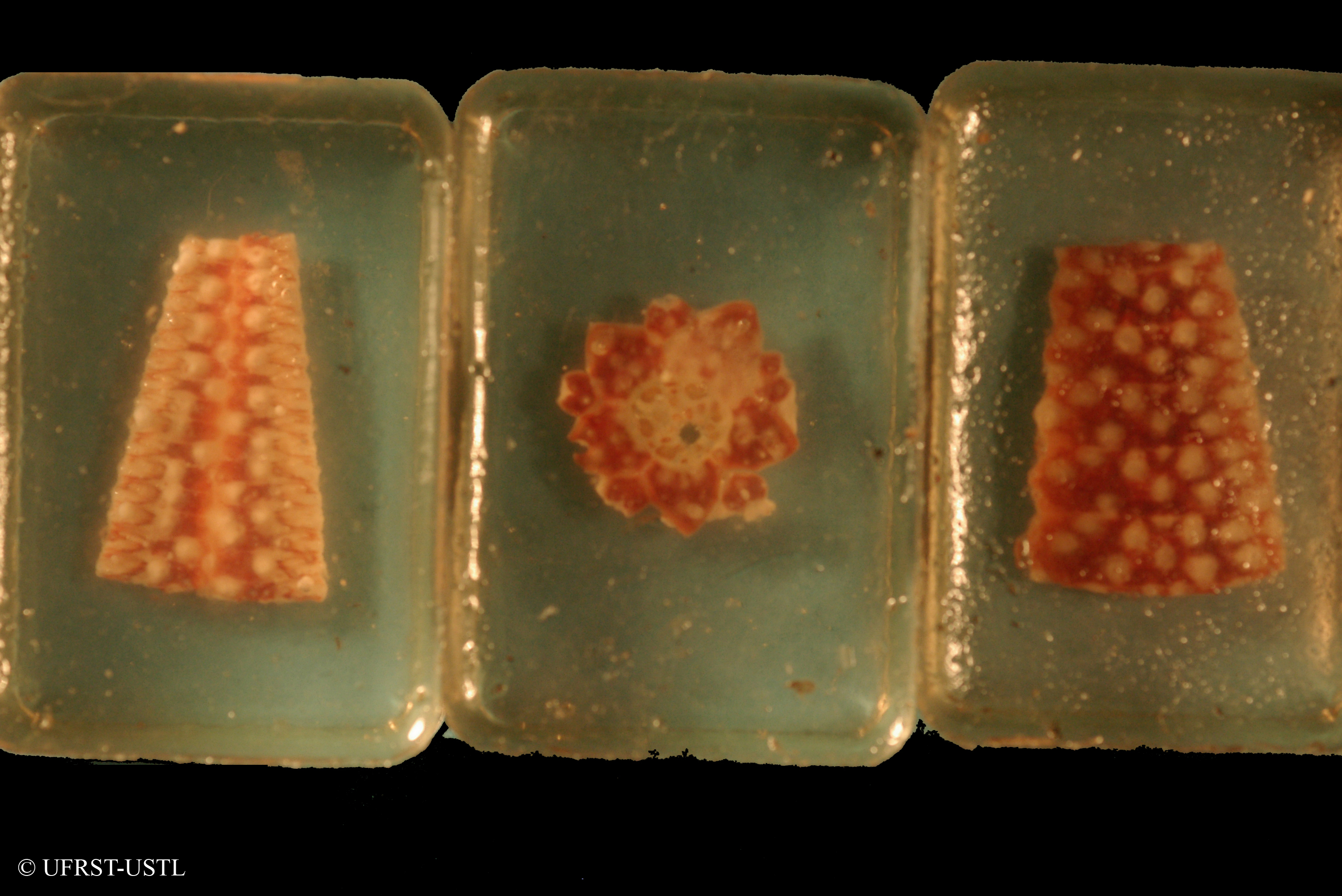 euechinoidea-1 (UL-E 0247)