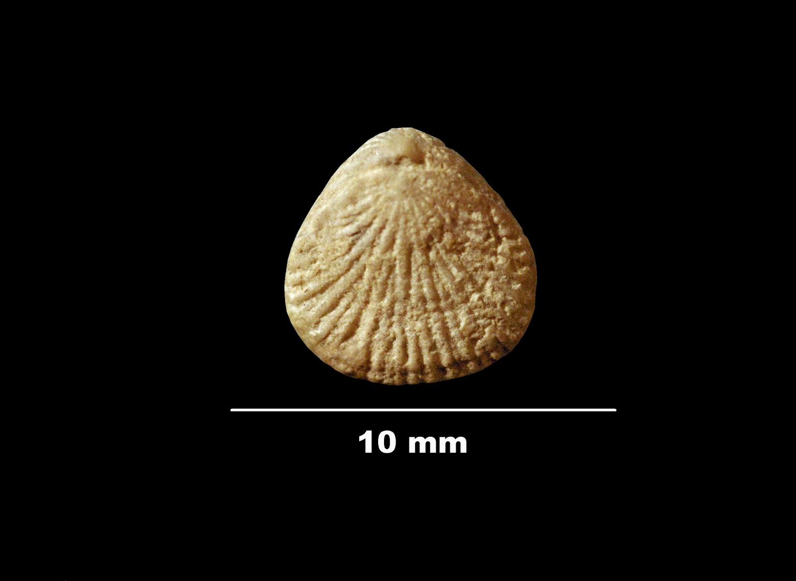 terebratulina_gracilis-1 (UL-B 00031)