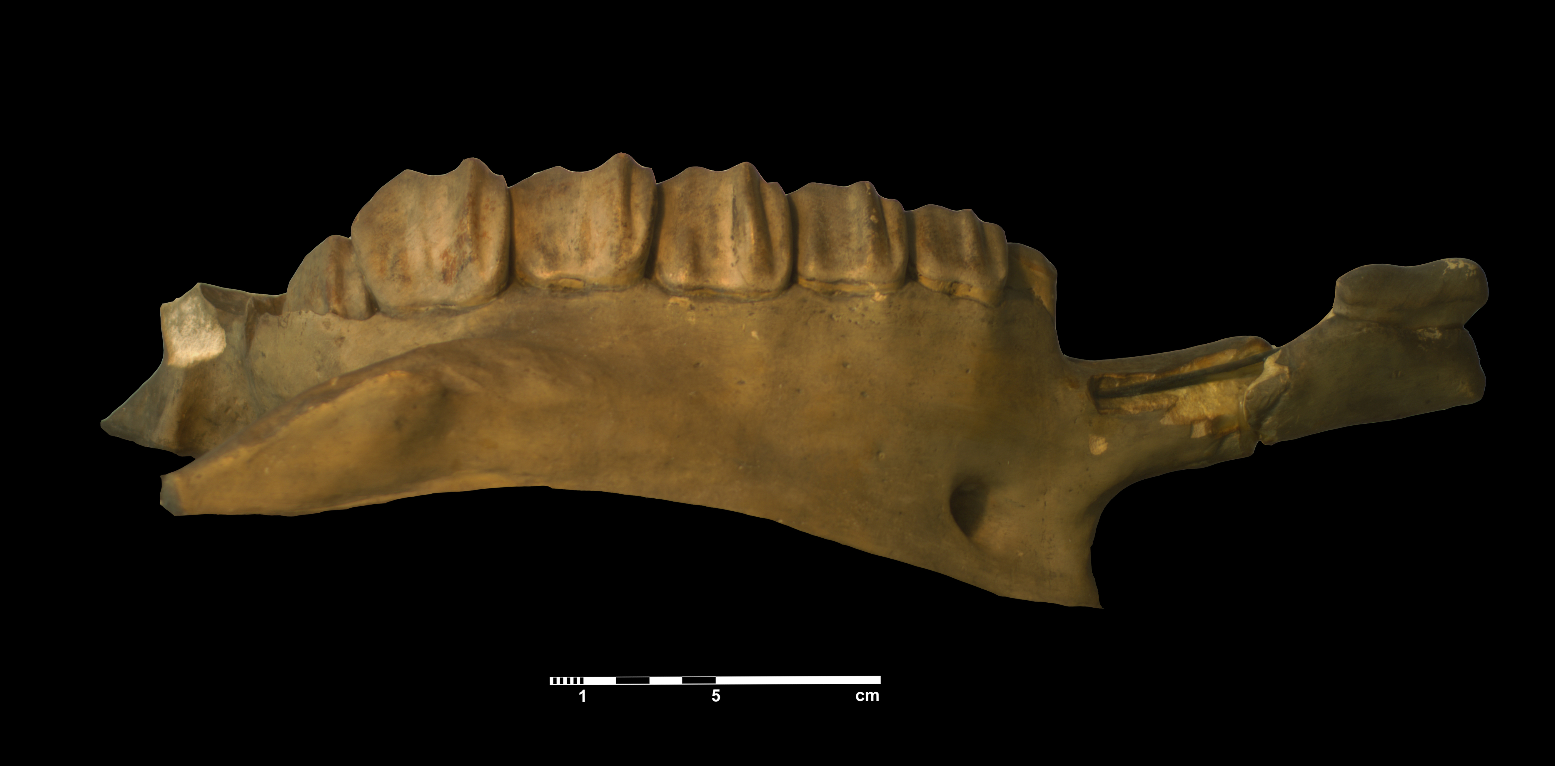 acerathrium_incisivum-8